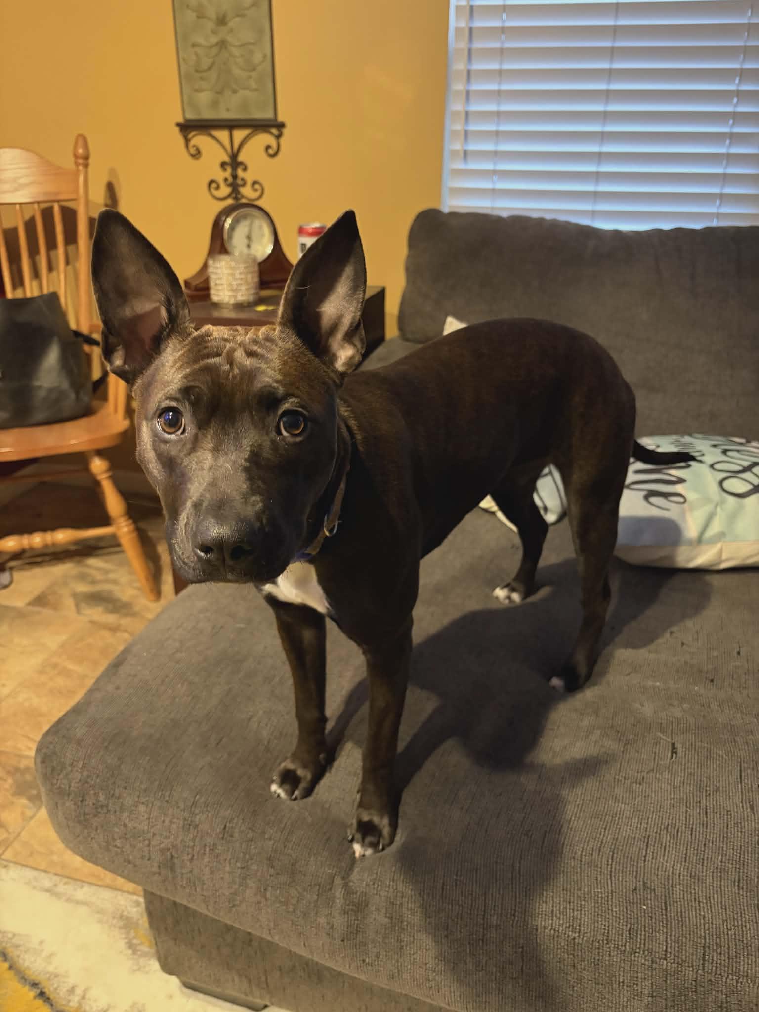 Enlarge Vera, a Adoptable Pit Bull Terrier in Fort Thomas, KY image 2/3