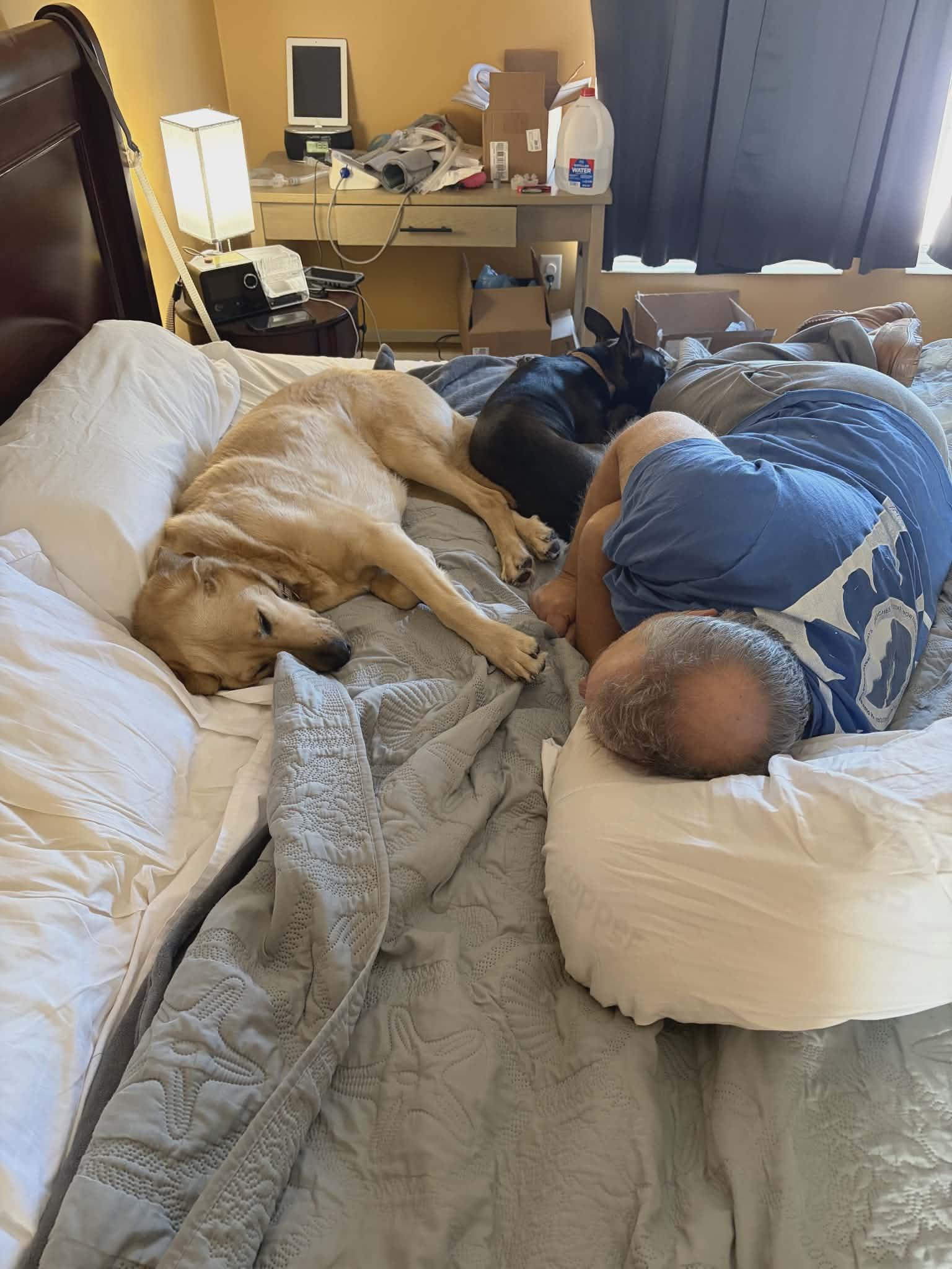 Enlarge Vera, a Adoptable Pit Bull Terrier in Fort Thomas, KY image 3/3