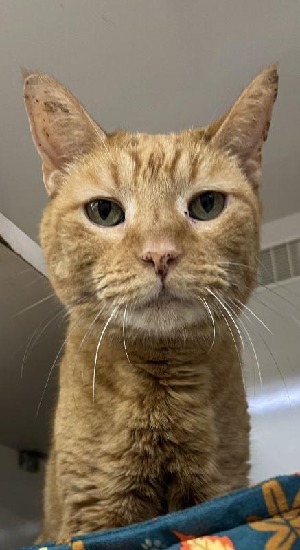 Hallow, Adoptable, Senior Male Domestic Short Hair.