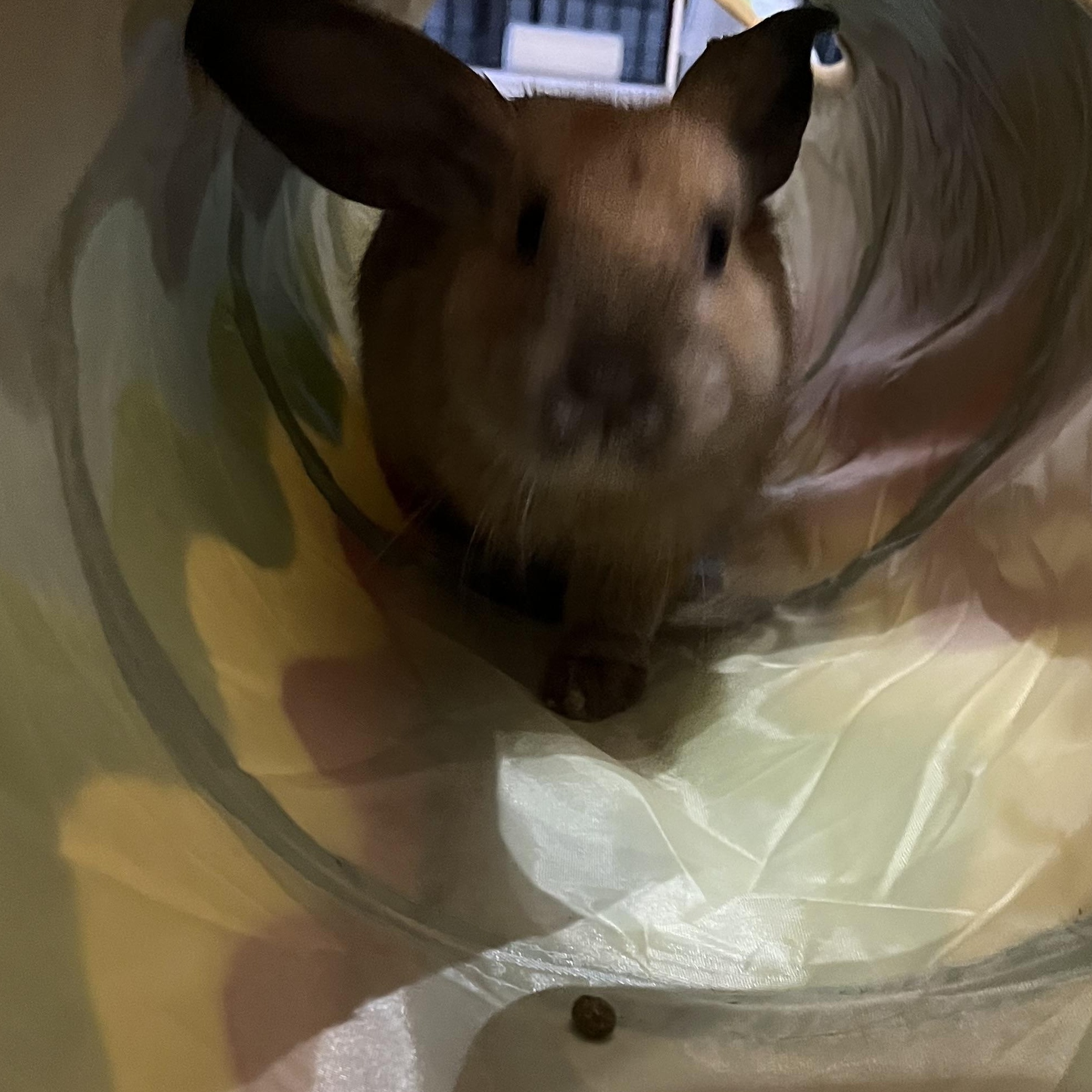 Charlo, a Adoptable American in Saint-Dominique, QC image 2/3