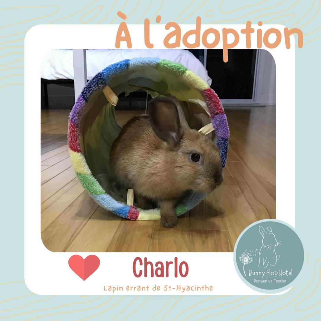 Charlo, Adoptable, Young Male American.