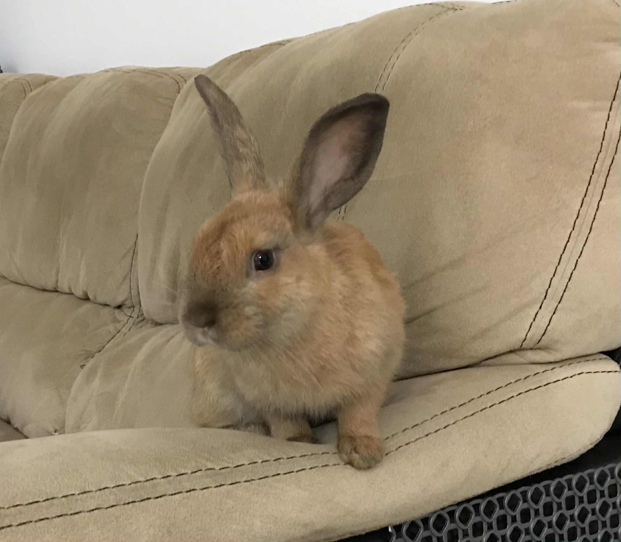 Charlo, a Adoptable American in Saint-Dominique, QC image 3/3