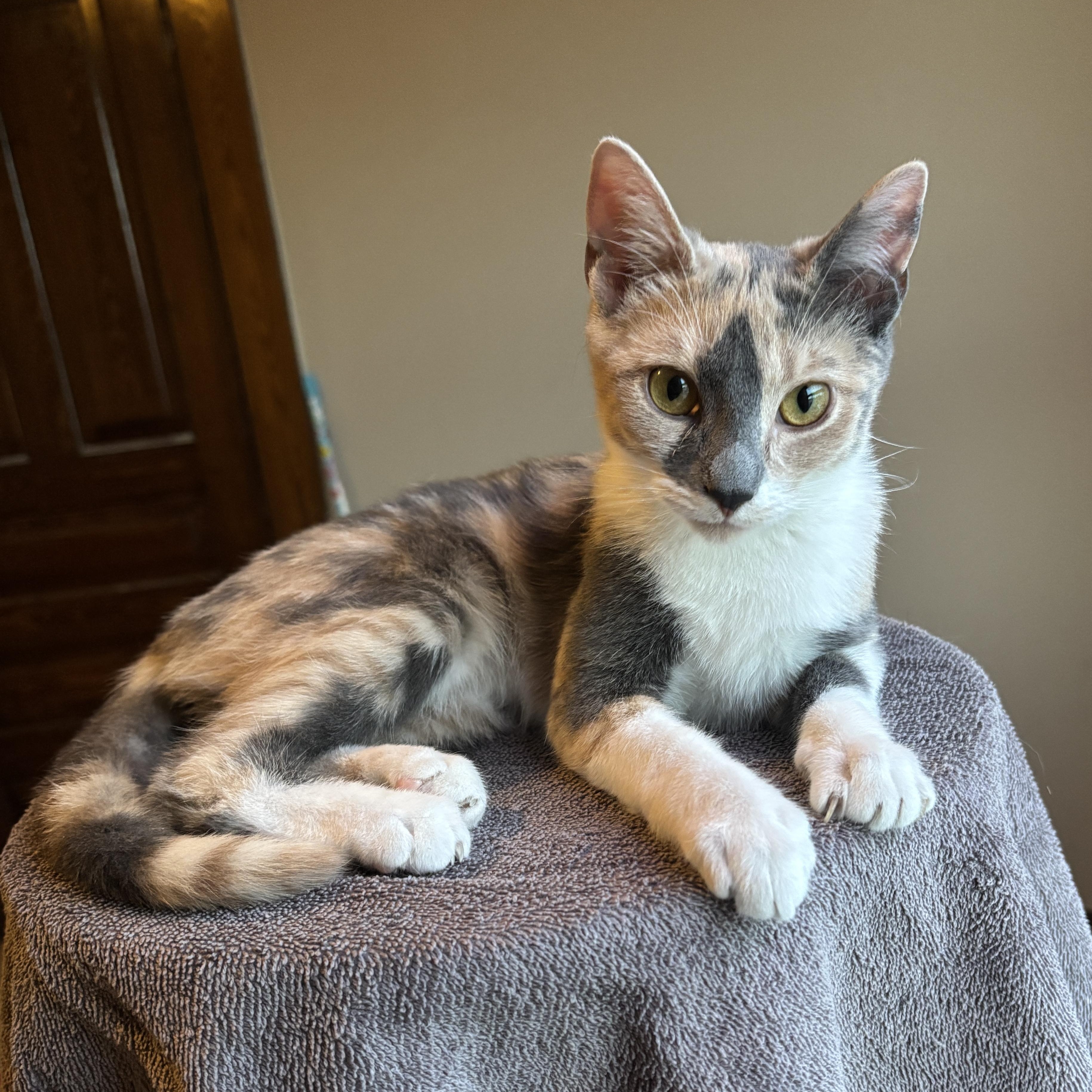 Enlarge VIENNA, an adopted Dilute Calico in Shakespeare, ON image 1/4