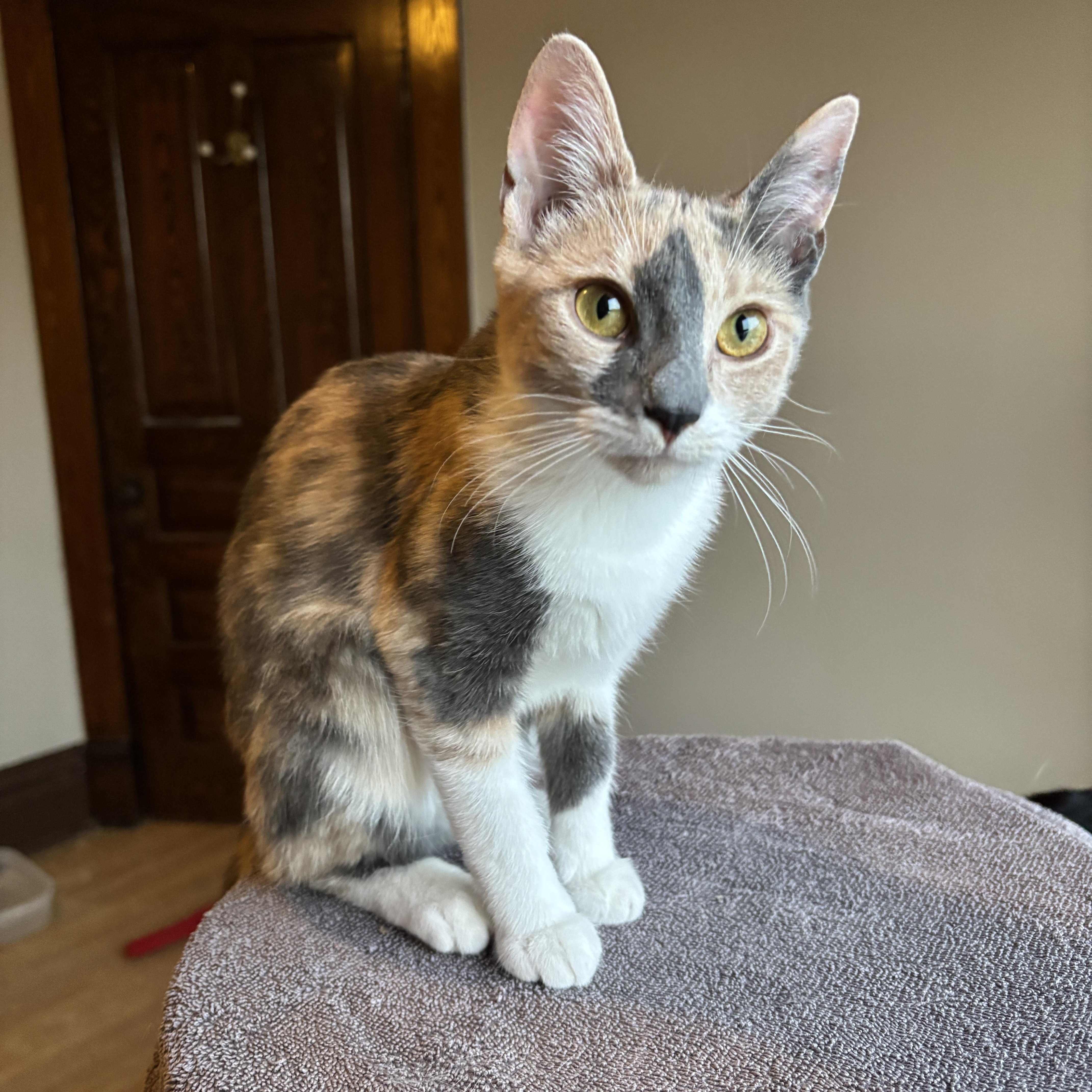 Enlarge VIENNA, an adopted Dilute Calico in Shakespeare, ON image 2/4