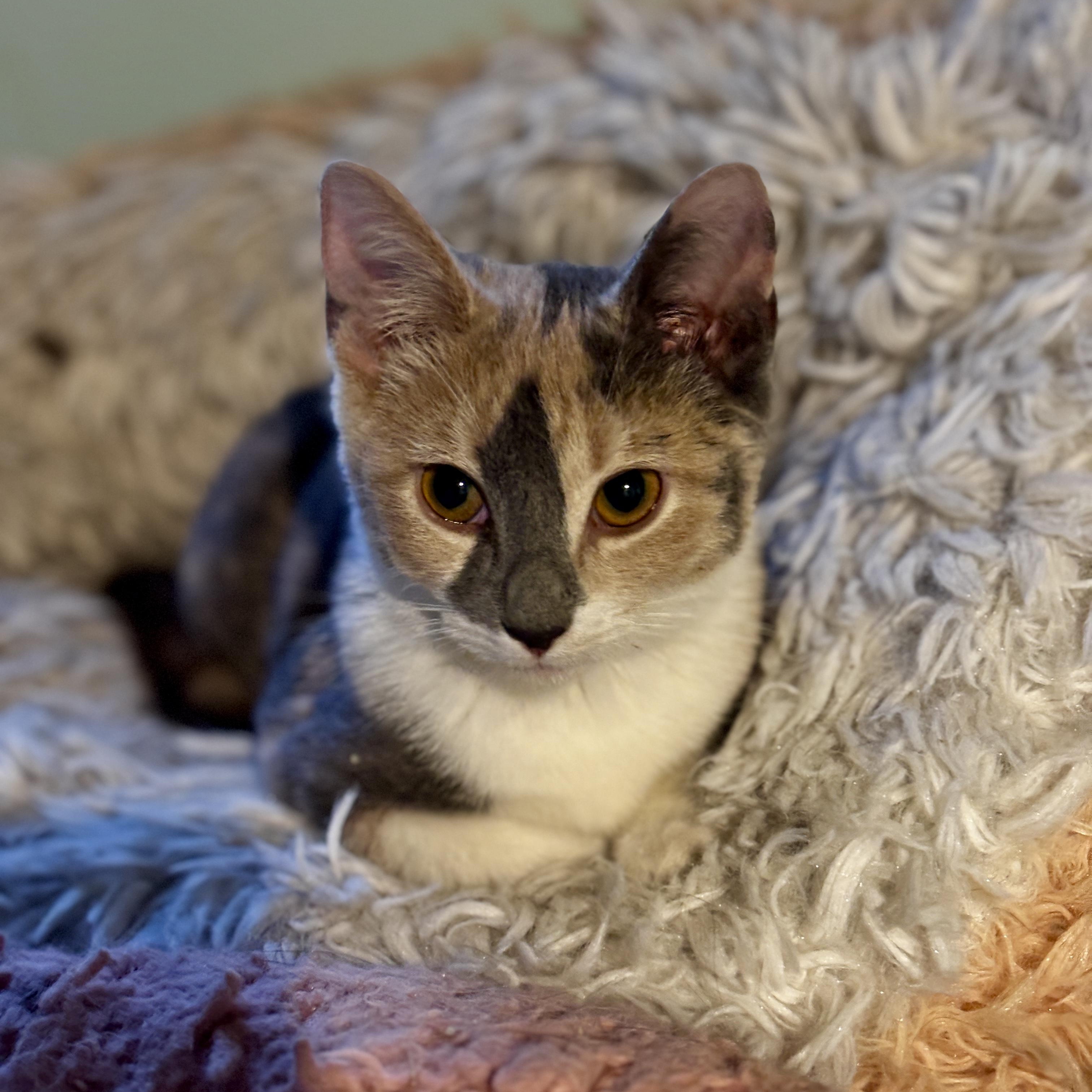 Enlarge VIENNA, an adopted Dilute Calico in Shakespeare, ON image 4/4