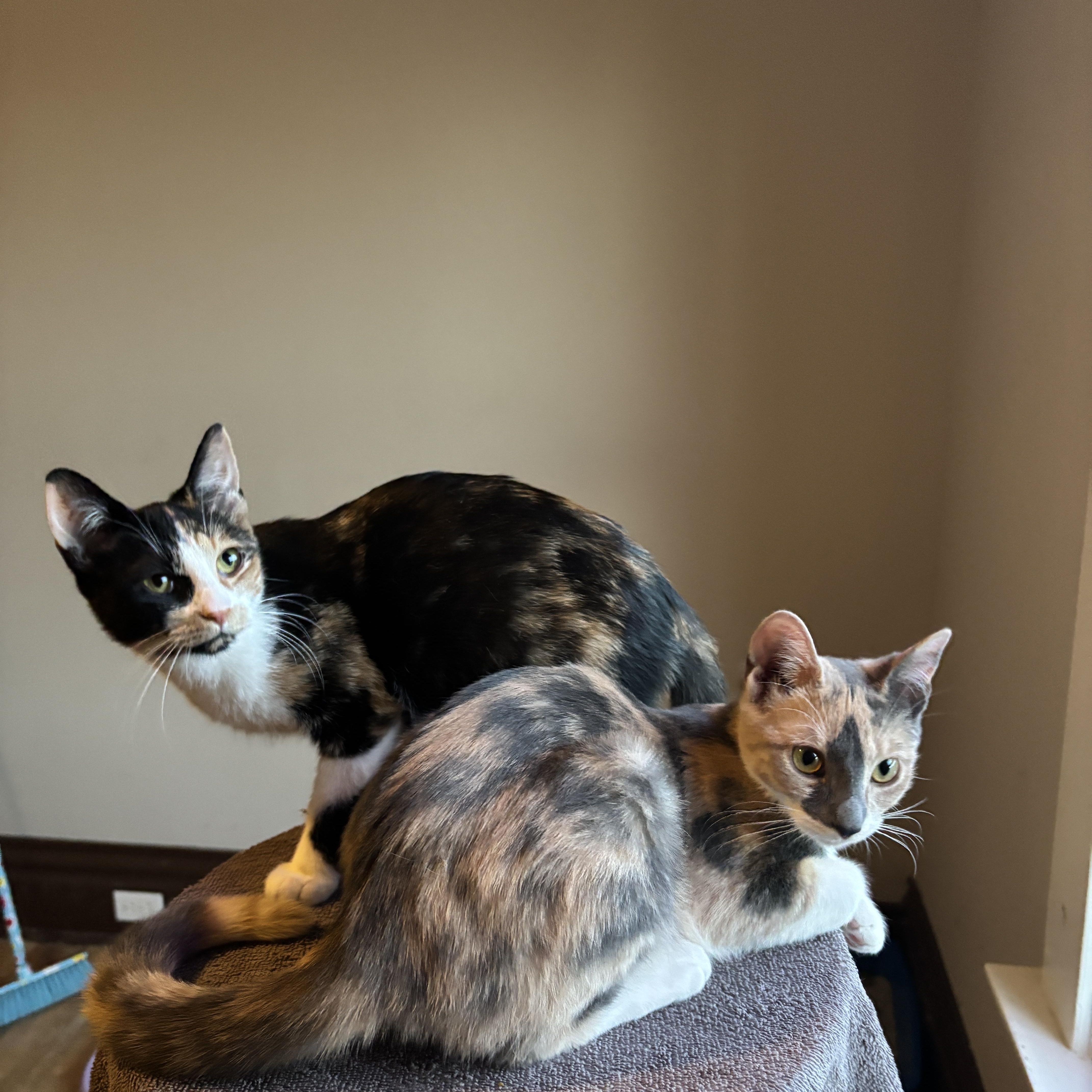 Enlarge VIENNA, an adopted Dilute Calico in Shakespeare, ON image 3/4