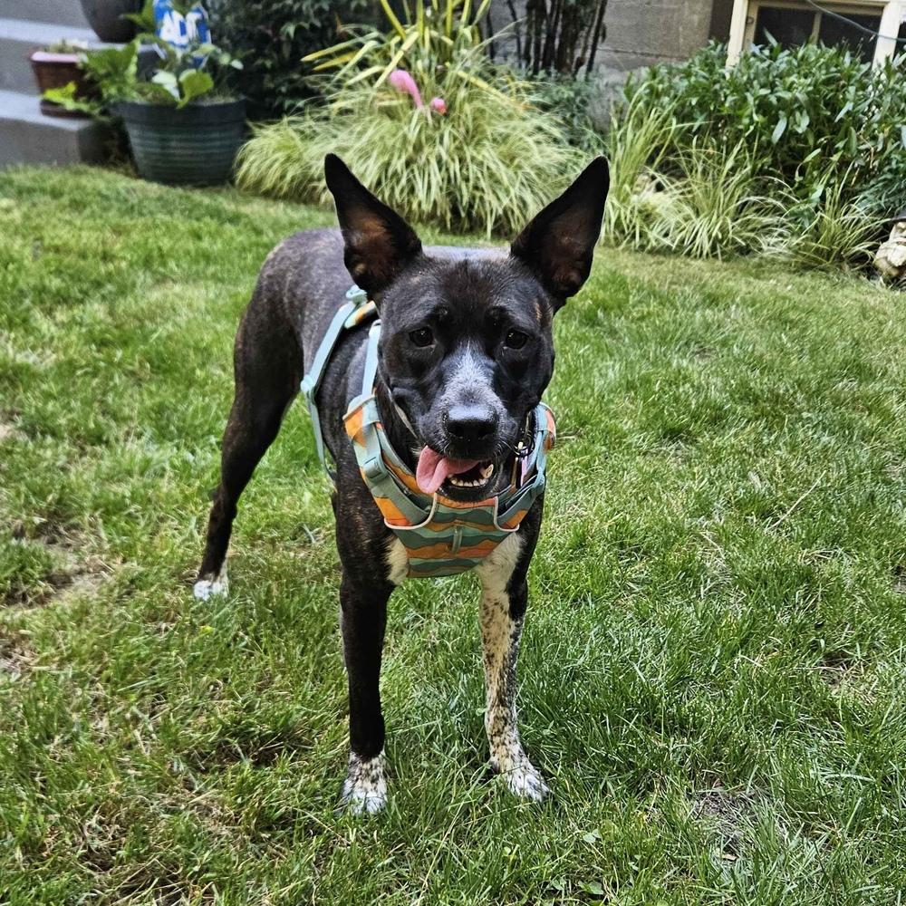 Enlarge Zelda - AVAILABLE, a Adoptable mixed breed in Seattle, WA image 1/6