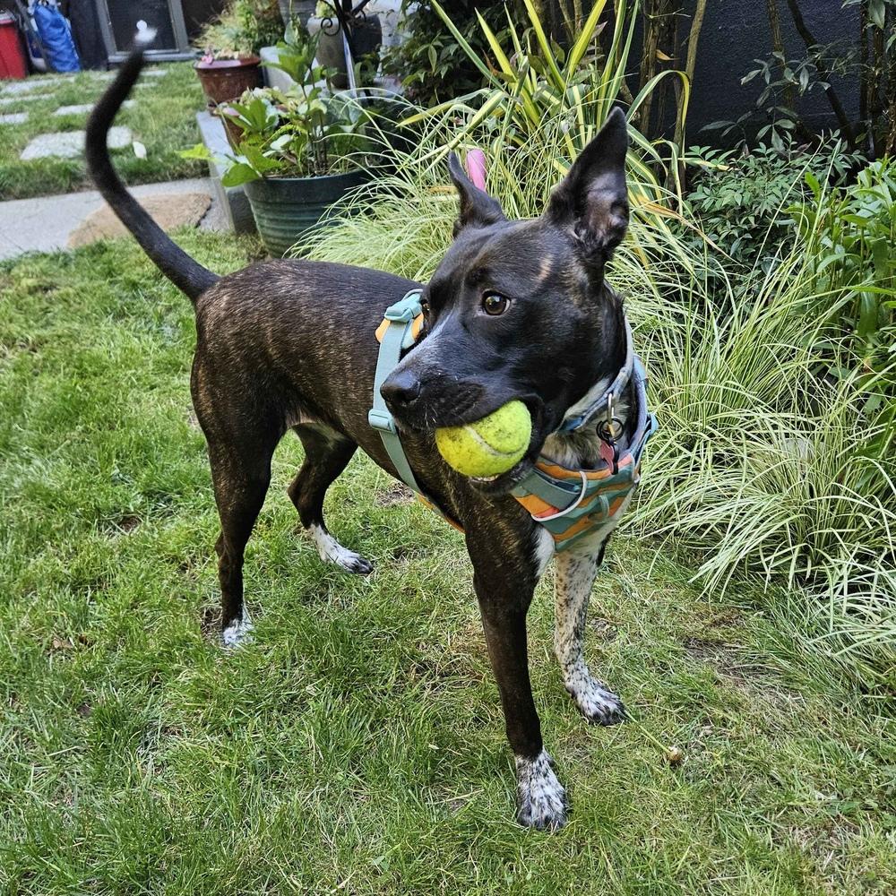 Enlarge Zelda - AVAILABLE, a Adoptable mixed breed in Seattle, WA image 3/6