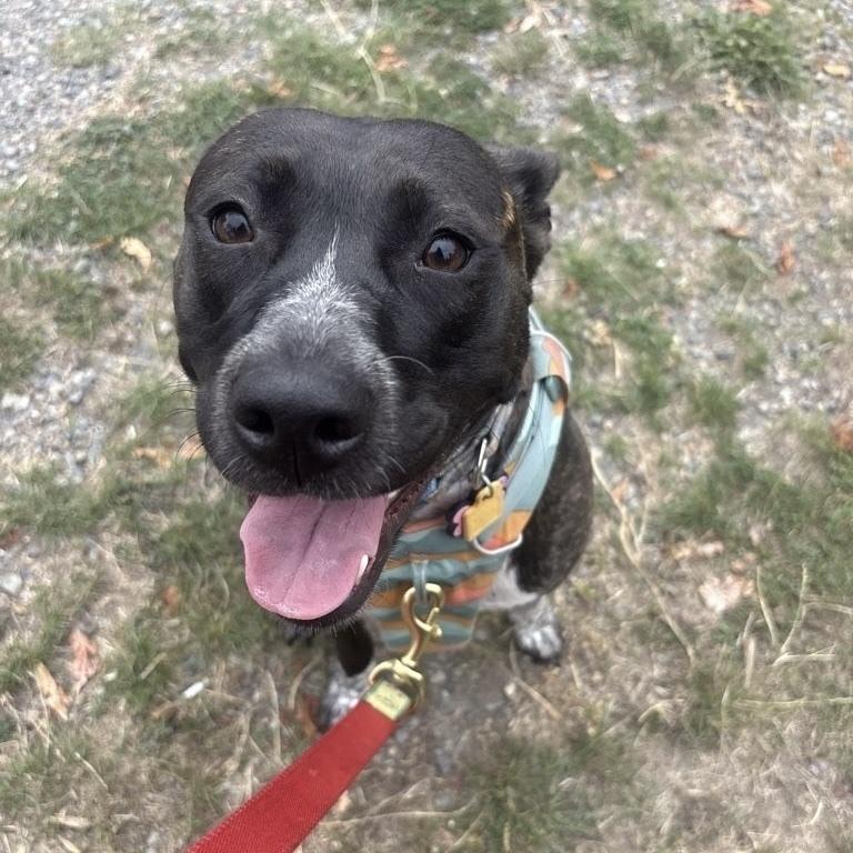 Enlarge Zelda - AVAILABLE, a Adoptable mixed breed in Seattle, WA image 4/6