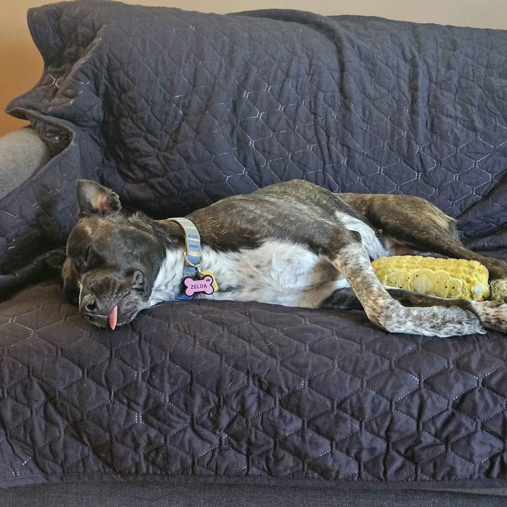 Enlarge Zelda - AVAILABLE, a Adoptable mixed breed in Seattle, WA image 5/6