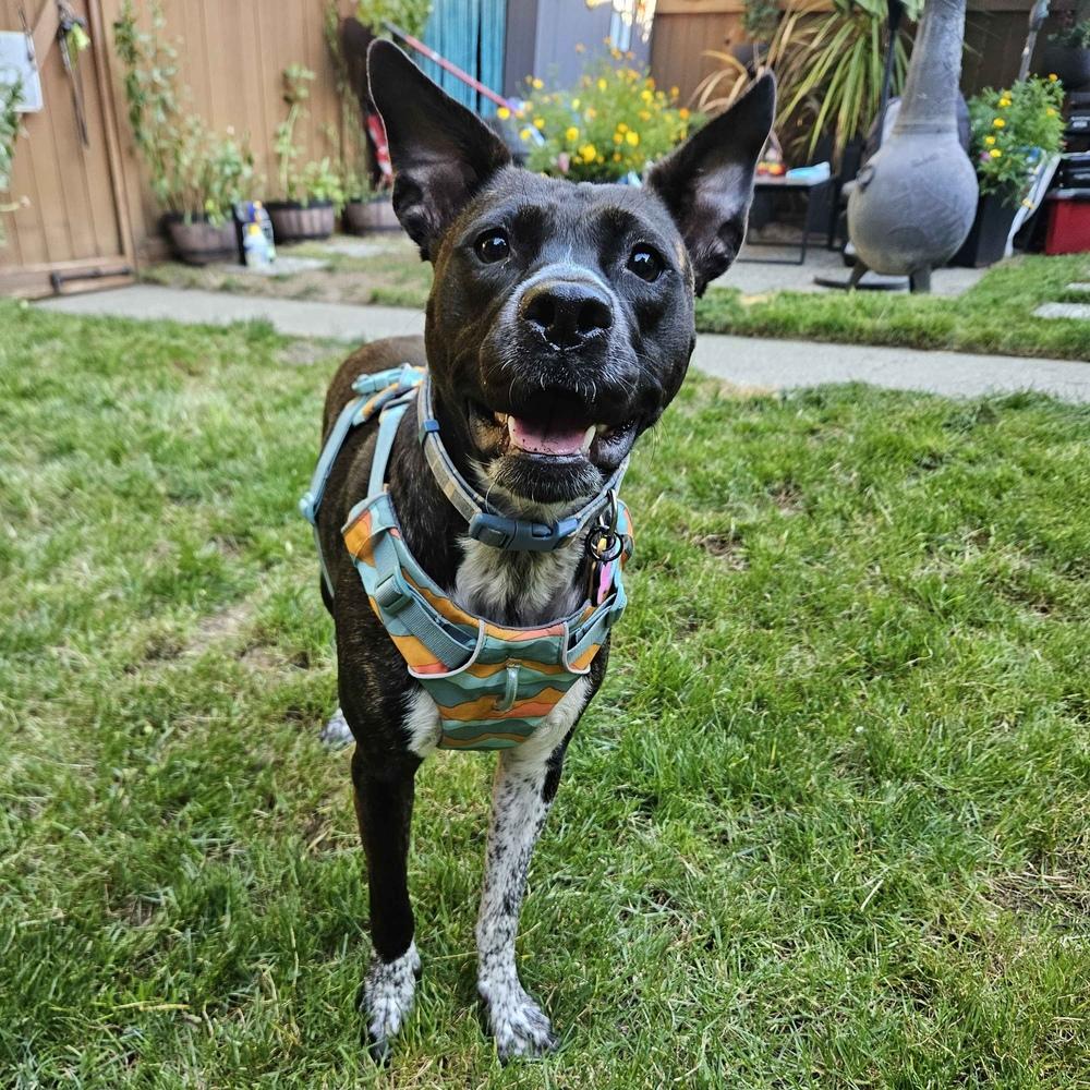 Enlarge Zelda - AVAILABLE, a Adoptable mixed breed in Seattle, WA image 6/6