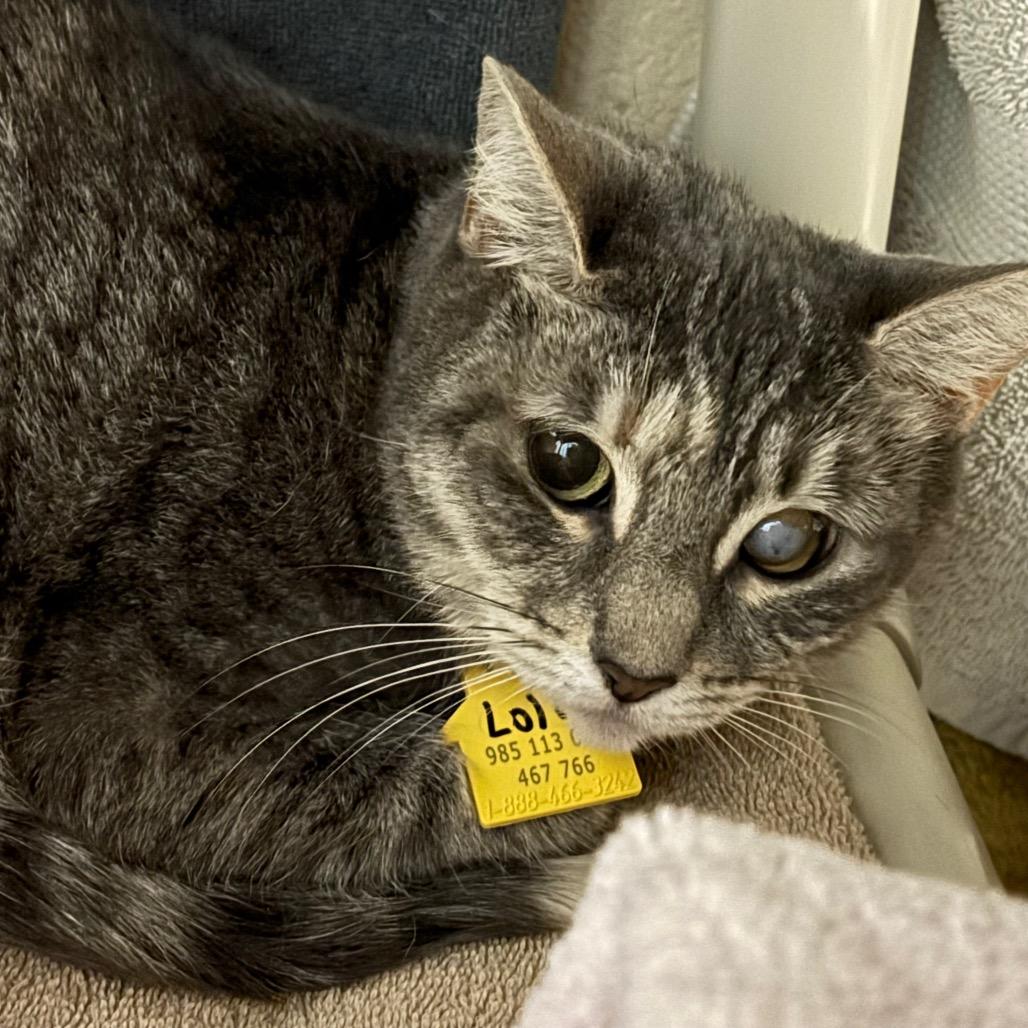 Lola-$50, Adoptable, Adult Female Domestic Short Hair.