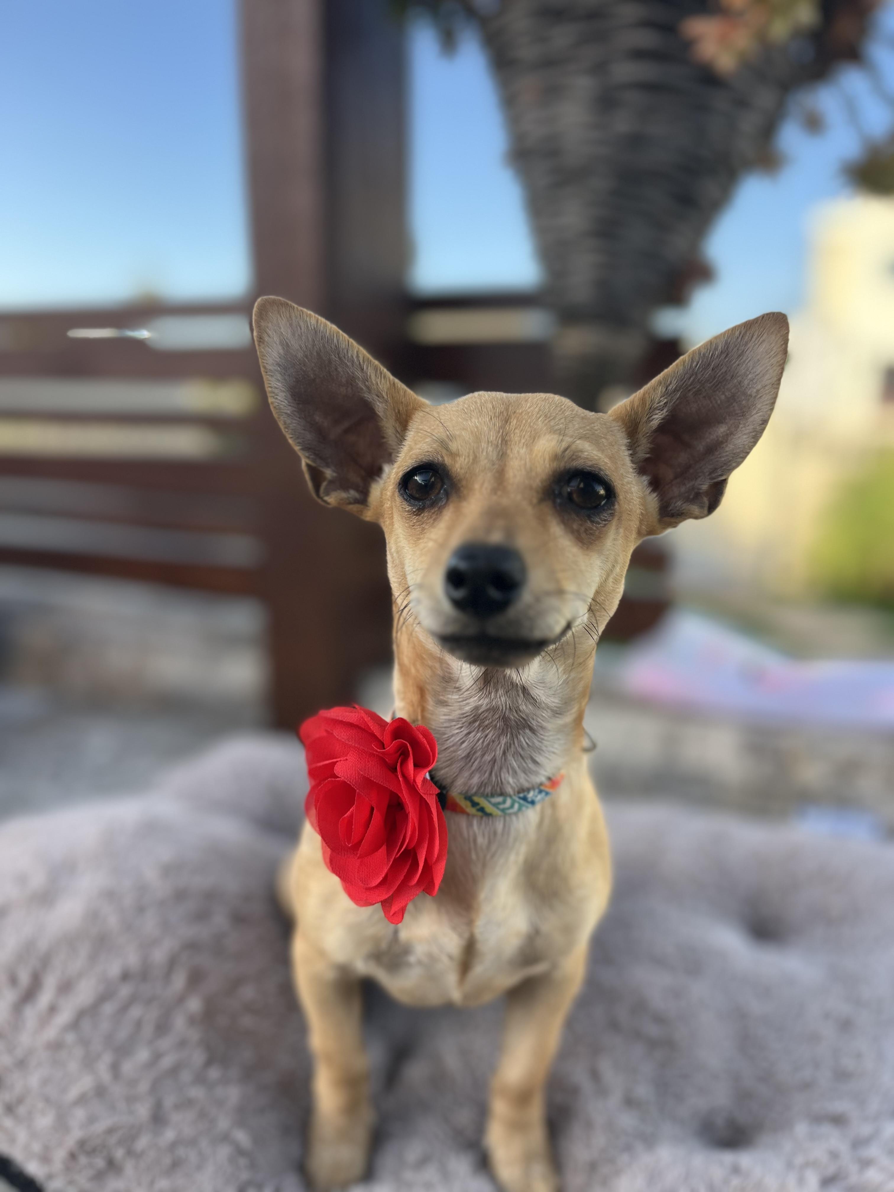 Enlarge Charlotte , a ADOPTABLE Chihuahua in Poway, CA image 2/5