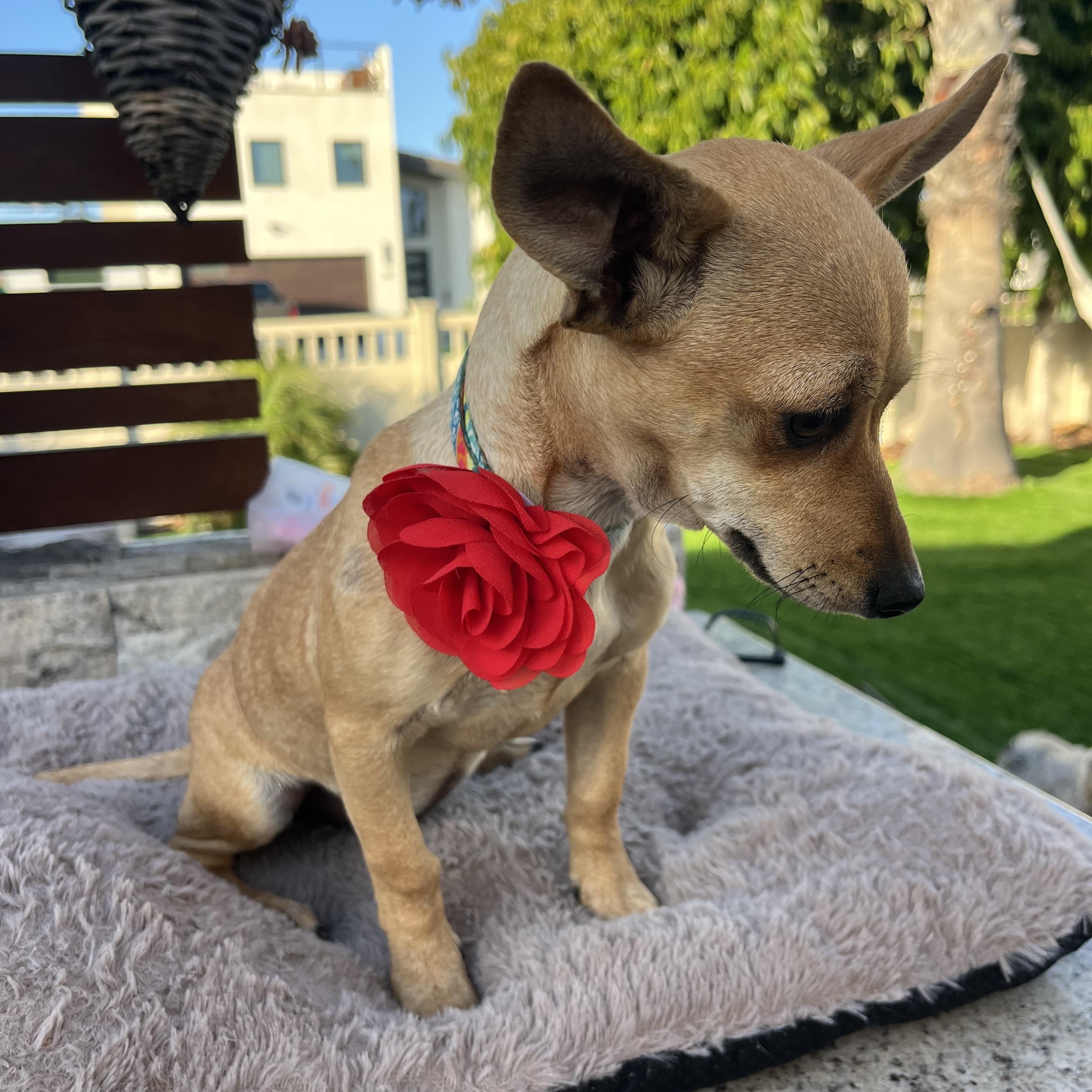 Enlarge Charlotte , a ADOPTABLE Chihuahua in Poway, CA image 4/5