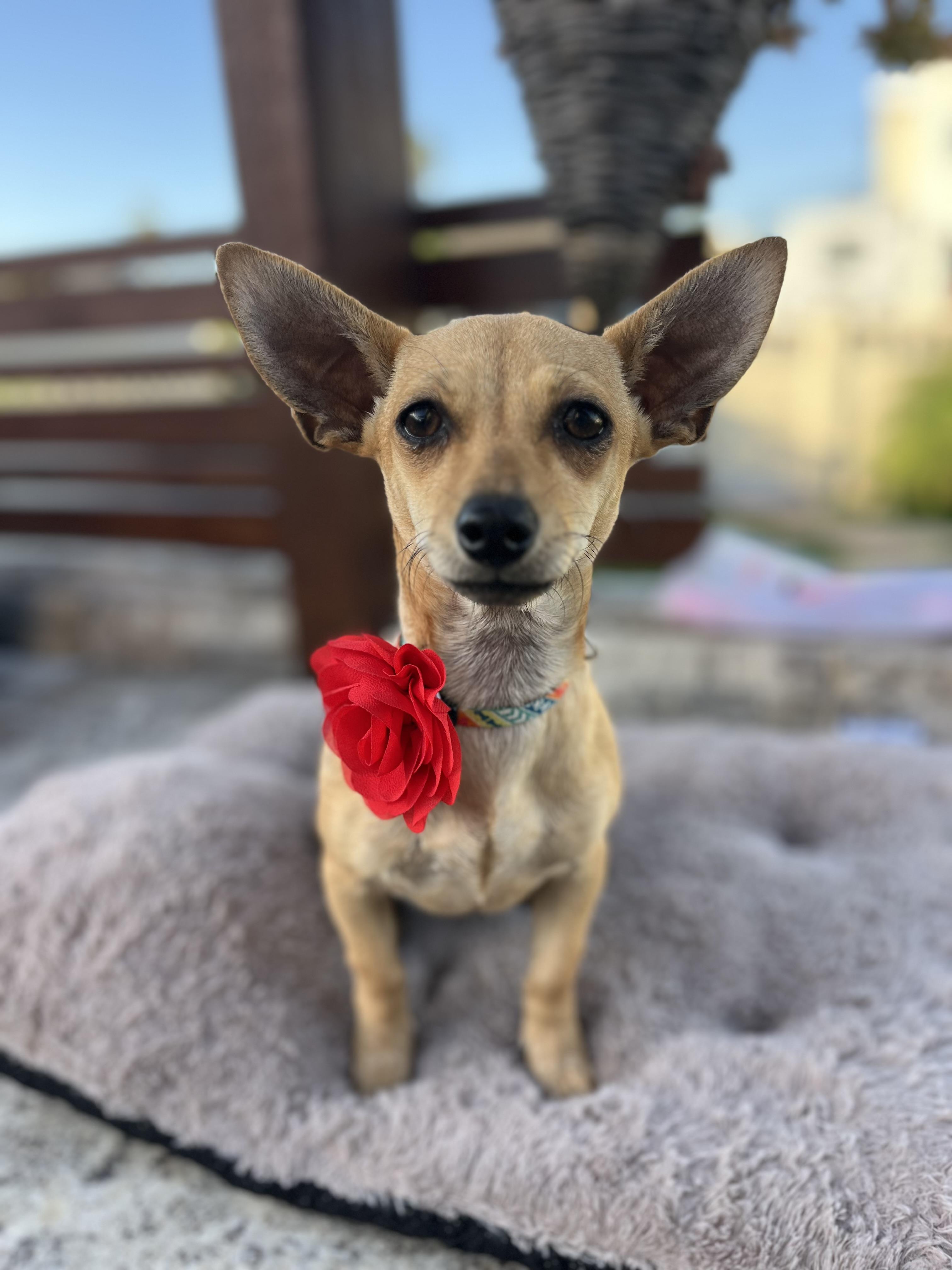 Enlarge Charlotte , a ADOPTABLE Chihuahua in Poway, CA image 3/5