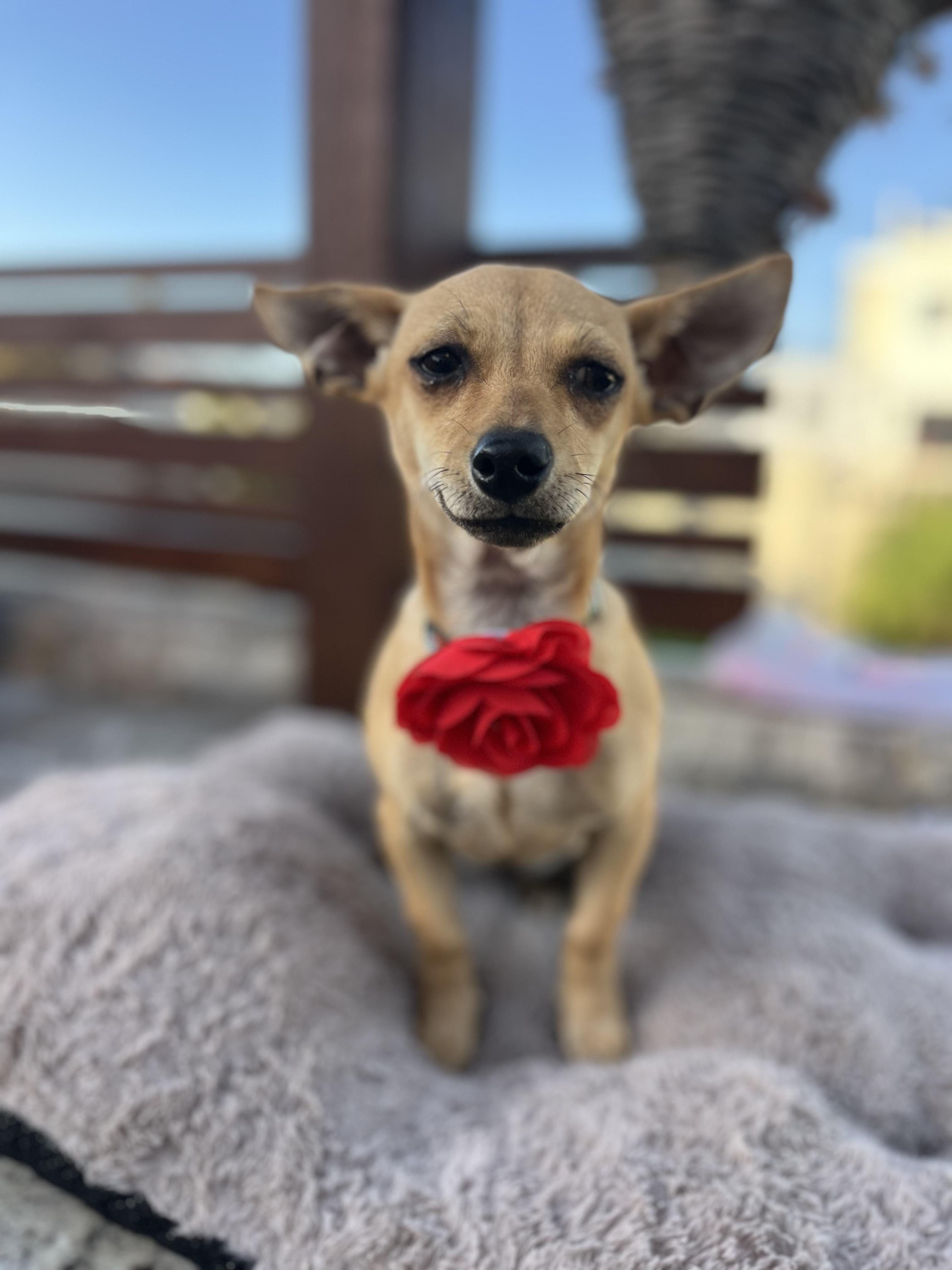 Enlarge Charlotte , a ADOPTABLE Chihuahua in Poway, CA image 5/5