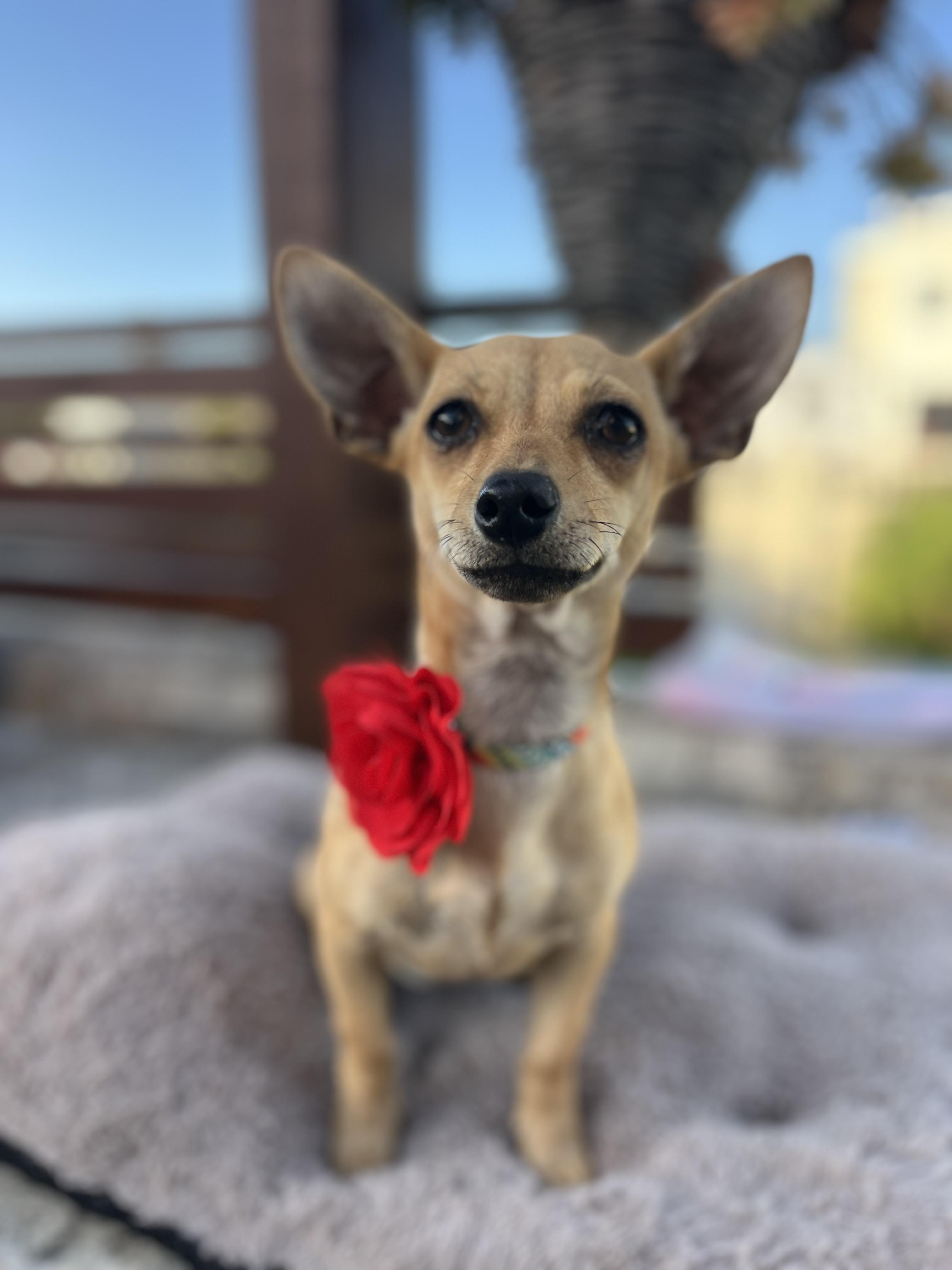 Enlarge Charlotte , a ADOPTABLE Chihuahua in Poway, CA image 1/5