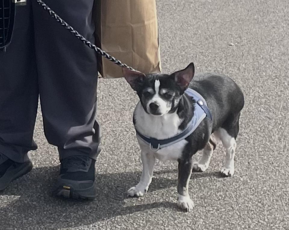 Nicholas, a Adoptable Chihuahua in Cary, NC image 4/6