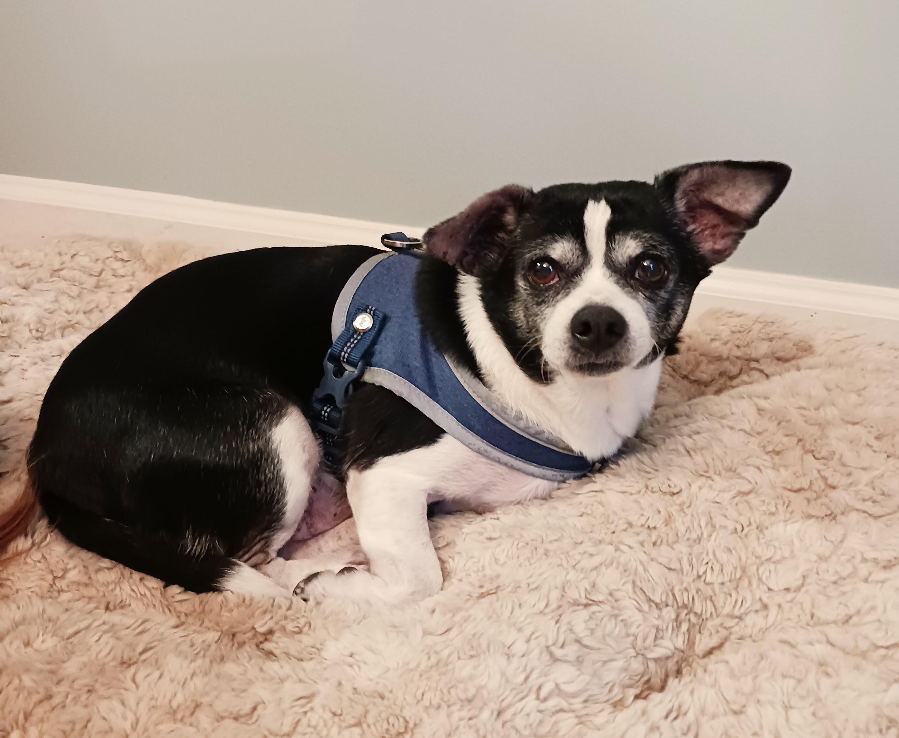 Nicholas, a Adoptable Chihuahua in Cary, NC image 5/6