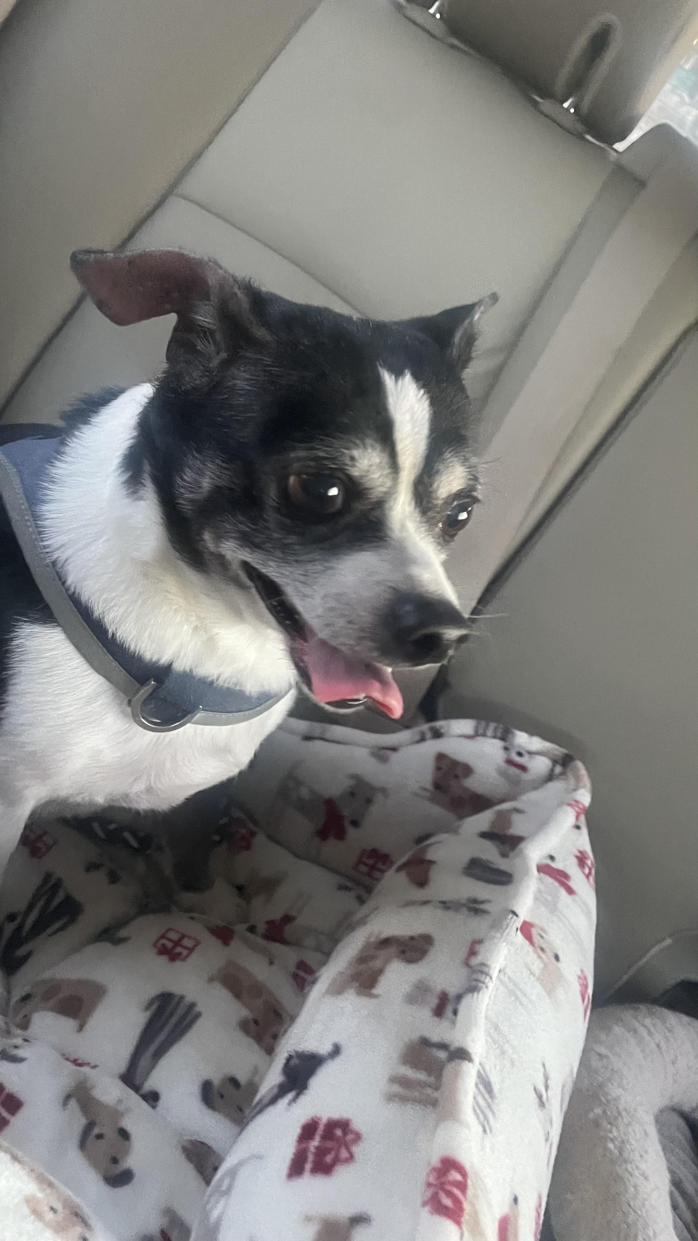 Nicholas, a Adoptable Chihuahua in Cary, NC image 6/6