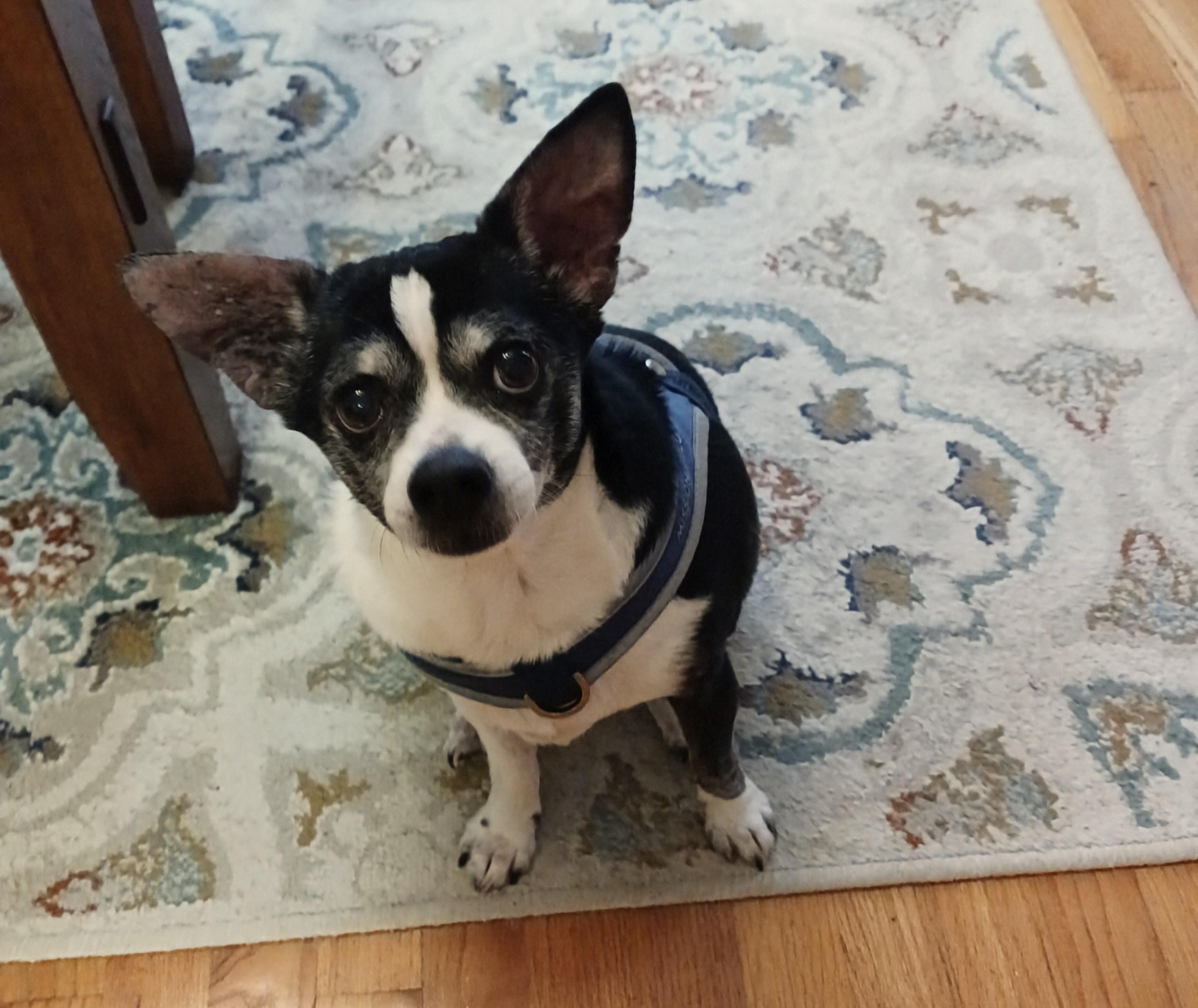 Nicholas, a Adoptable Chihuahua in Cary, NC image 1/6