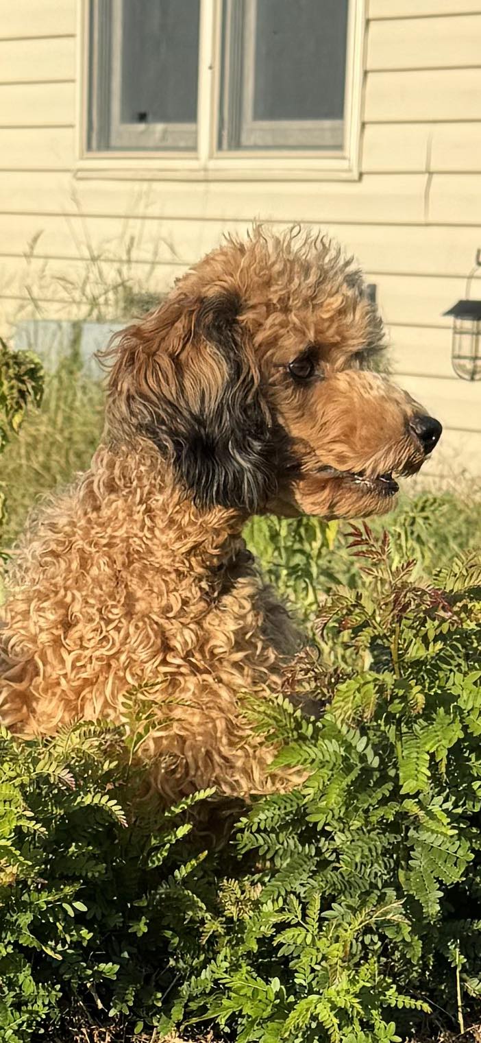 Dog for adoption Ferrah, a Miniature Poodle in Decatur, IN Petfinder