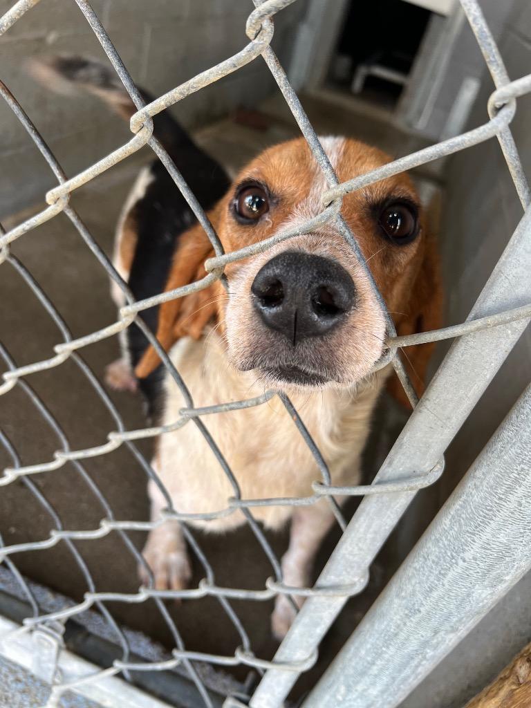 Enlarge Parker, a Adopted Beagle in Calhoun, KY image 1/1
