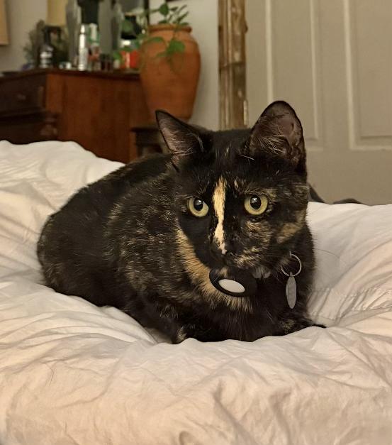Millie, ADOPTABLE, Adult Female Domestic Short Hair.