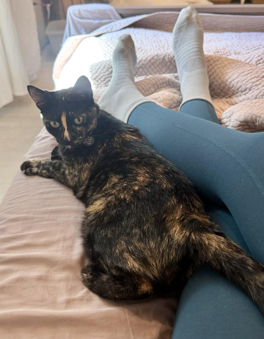 Millie, a ADOPTABLE Domestic Short Hair in New Orleans, LA image 4/6