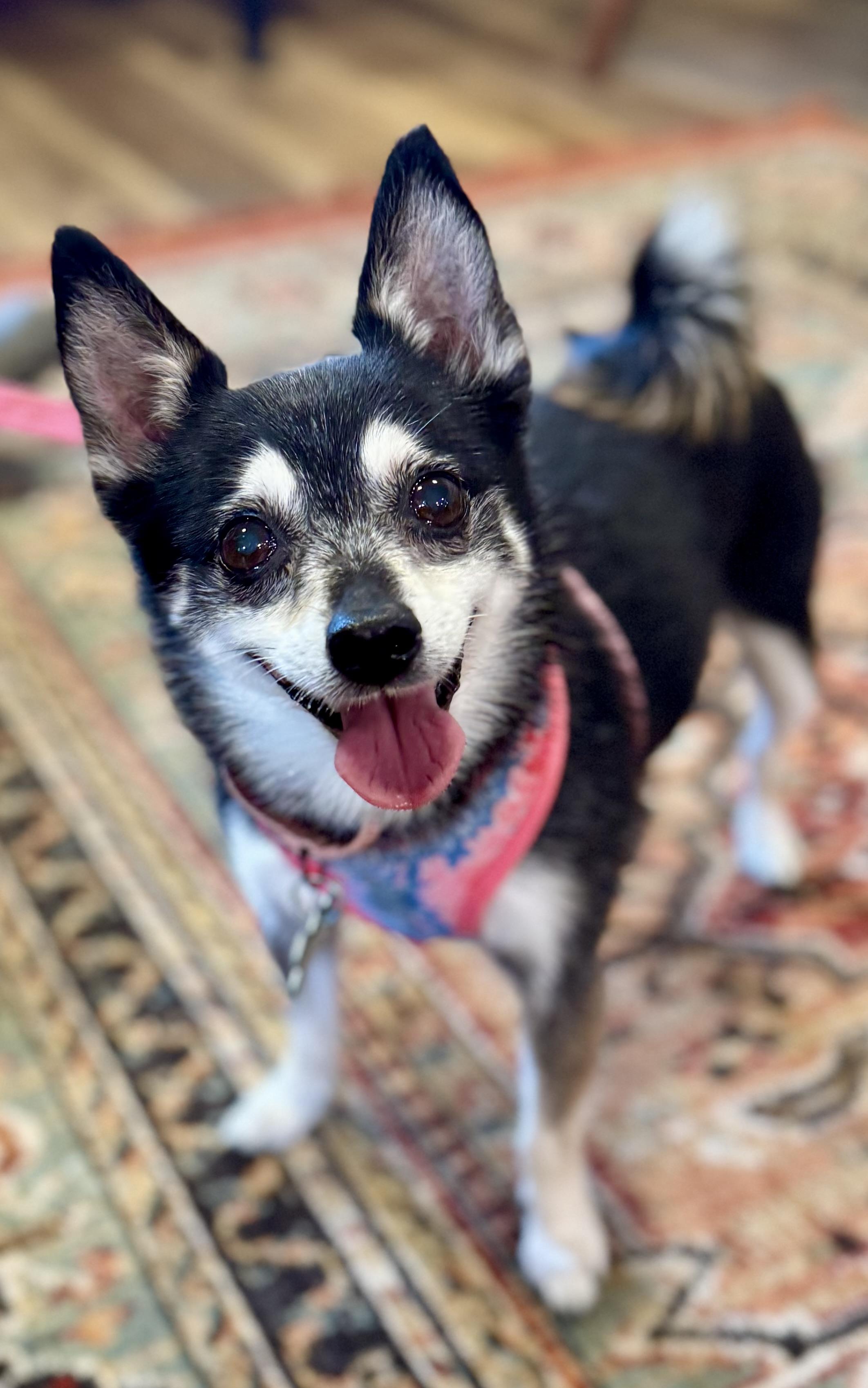 Stella