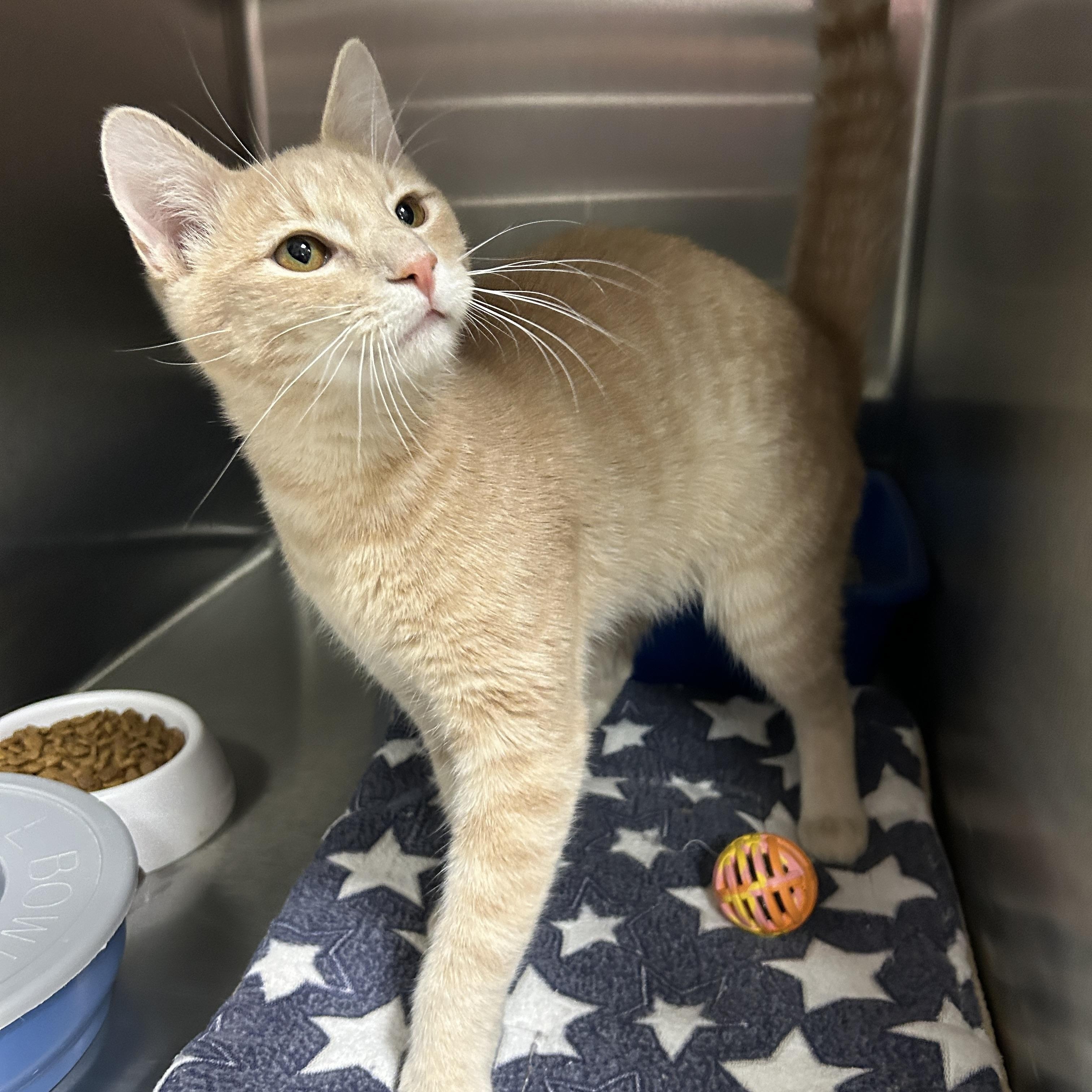 Enlarge Yellowstone, an adopted Domestic Short Hair in La Grange Park, IL image 1/6