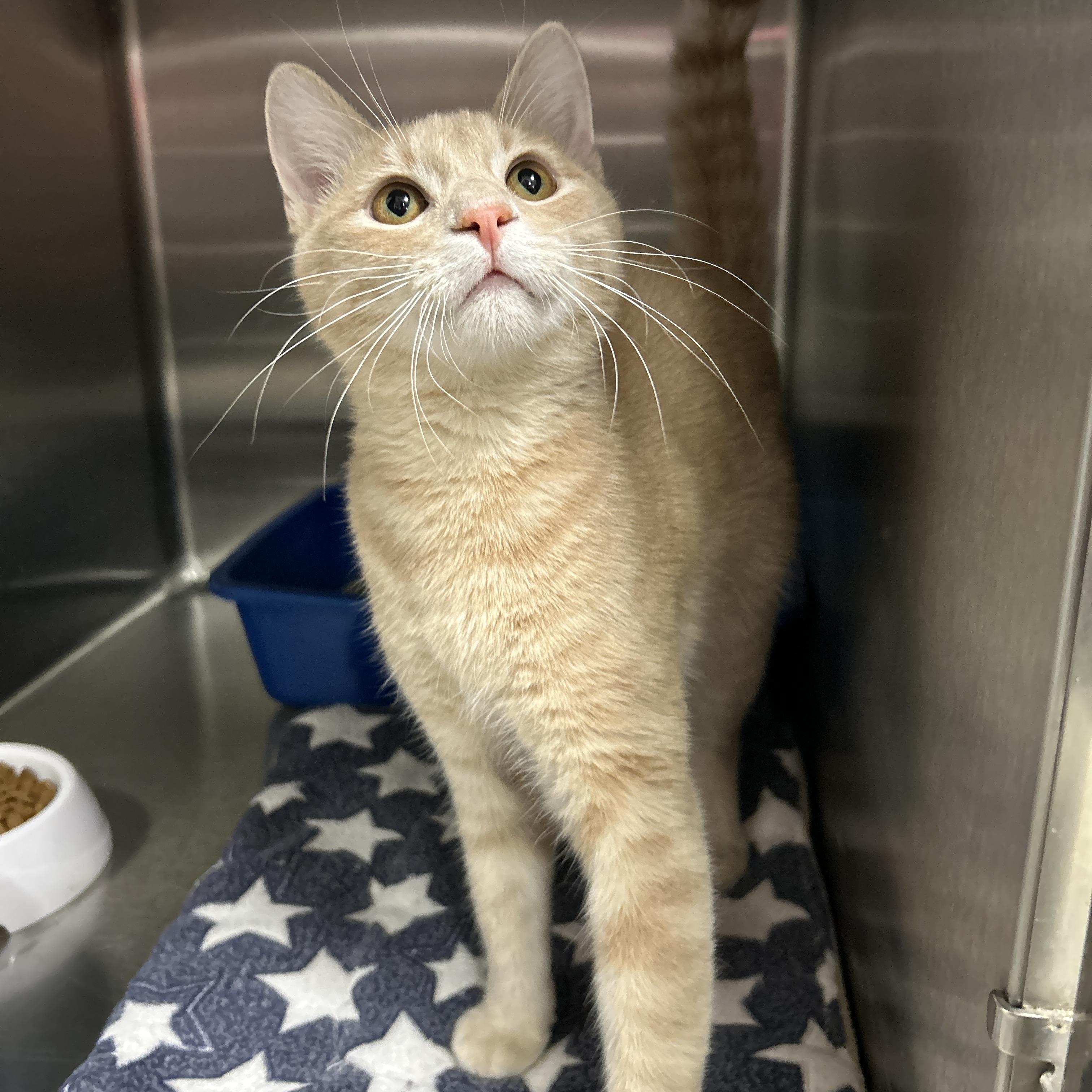 Enlarge Yellowstone, an adopted Domestic Short Hair in La Grange Park, IL image 6/6