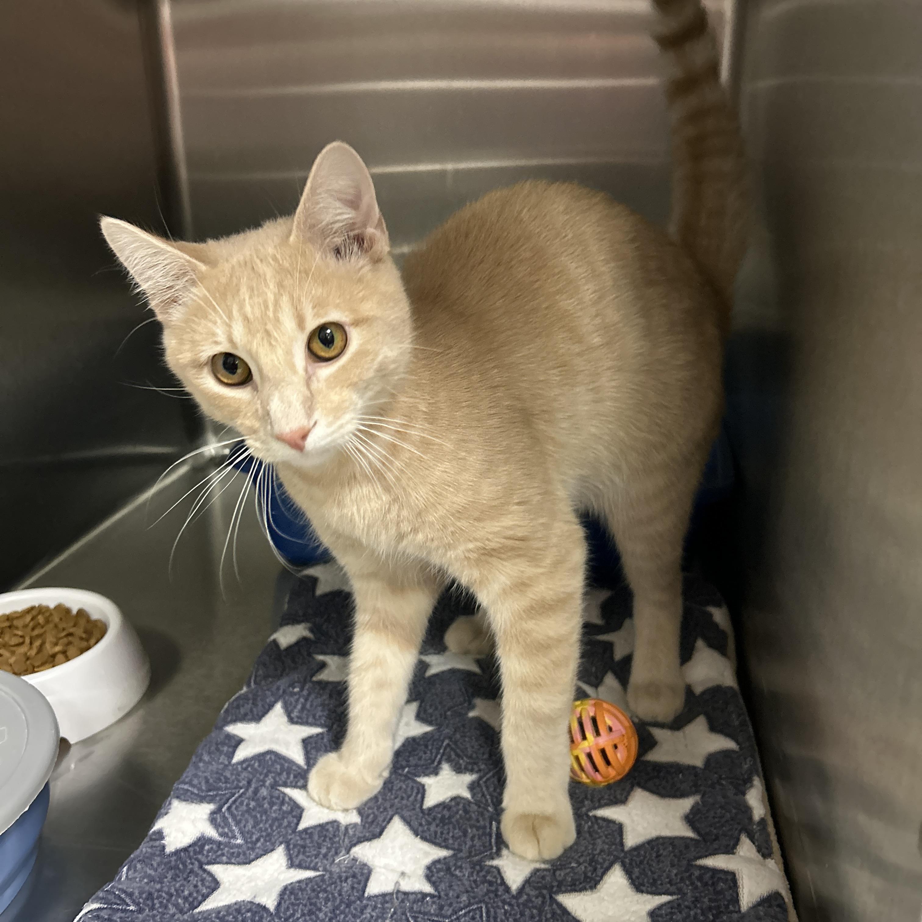 Enlarge Yellowstone, an adopted Domestic Short Hair in La Grange Park, IL image 2/6