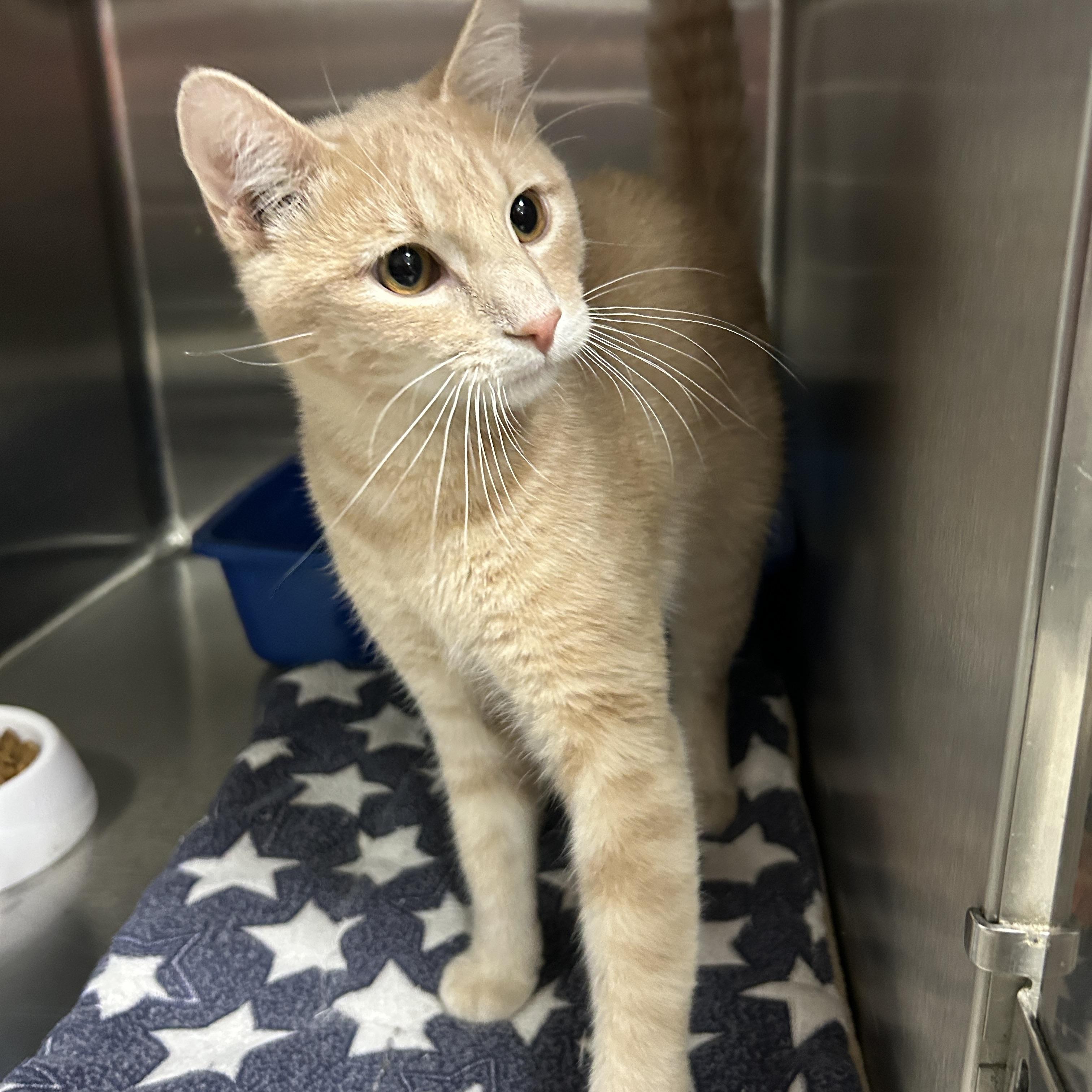 Enlarge Yellowstone, an adopted Domestic Short Hair in La Grange Park, IL image 4/6