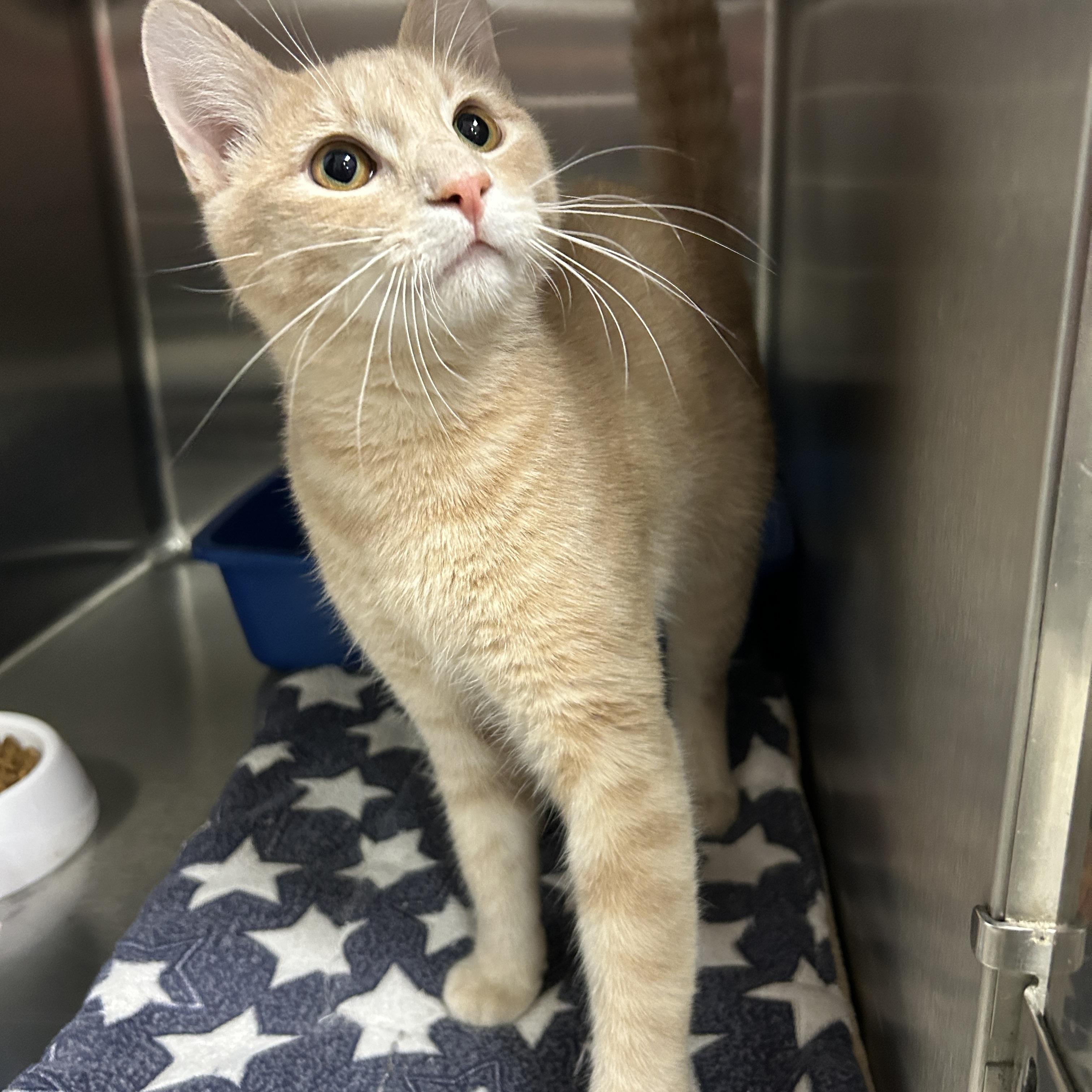 Enlarge Yellowstone, an adopted Domestic Short Hair in La Grange Park, IL image 3/6