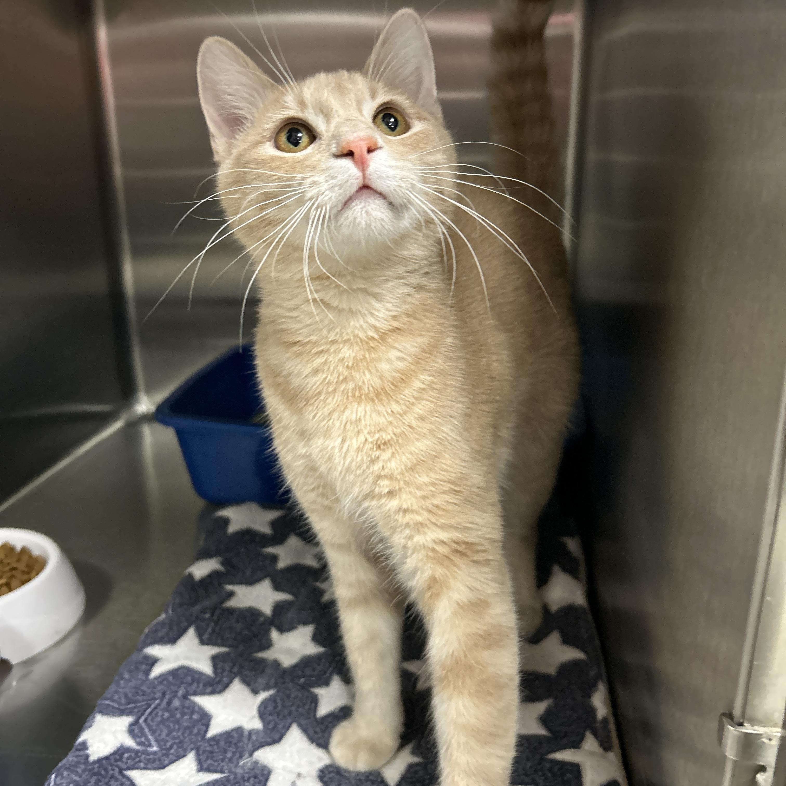 Enlarge Yellowstone, an adopted Domestic Short Hair in La Grange Park, IL image 5/6