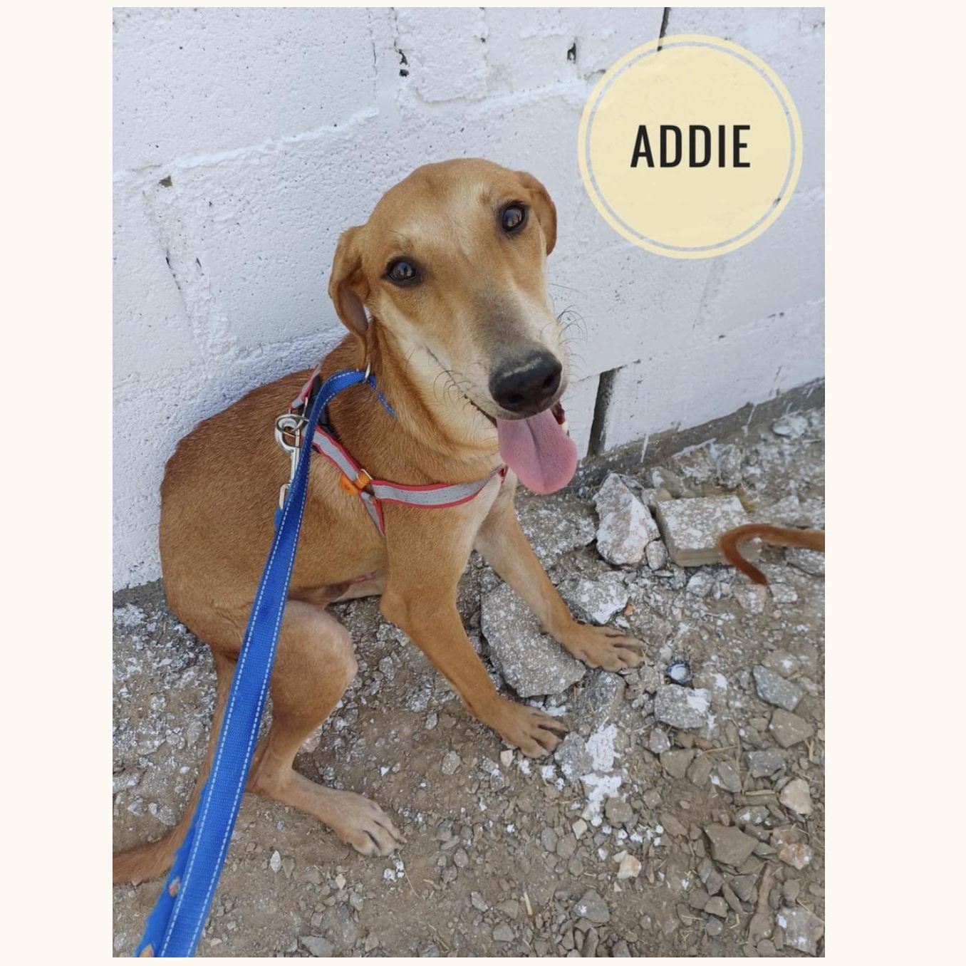 Dog for adoption Addi, a Mixed Breed in Tarpon Springs, FL Petfinder
