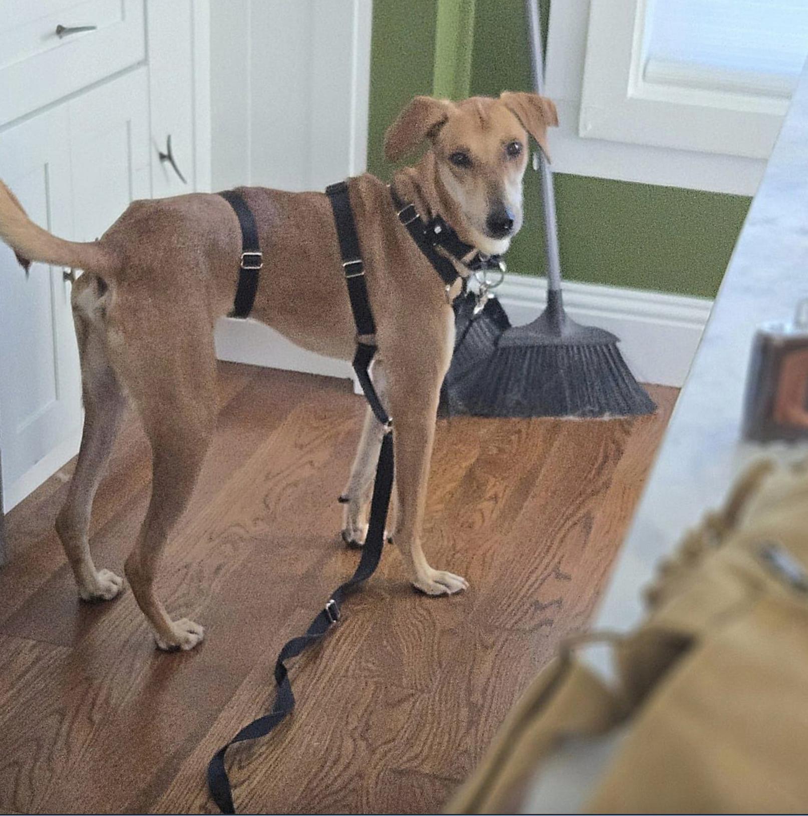 Dog for adoption Addi, a Mixed Breed in Tarpon Springs, FL Petfinder