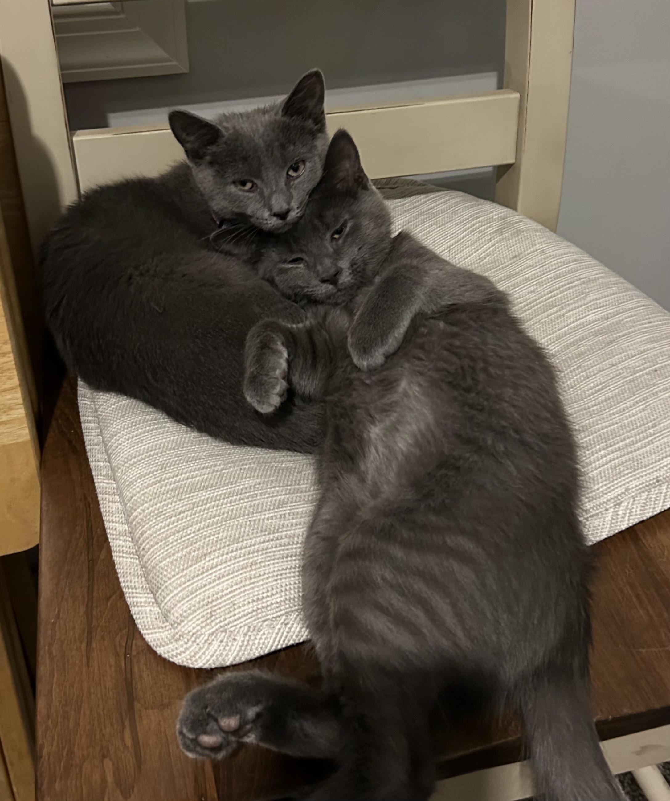 Gretel & Hansel, Adoptable, Kitten Female Tabby & Domestic Short Hair.