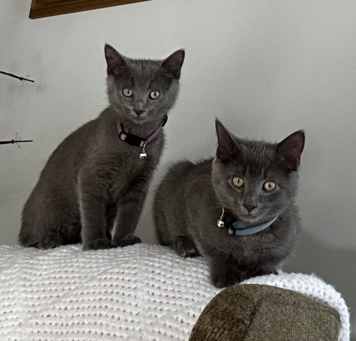 Gretel & Hansel thumbnail 3