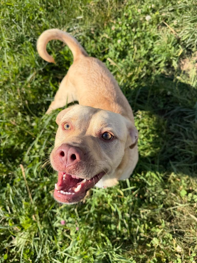 Zeus - Long Term Resident, Adoptable, Young Male Labrador Retriever & American Staffordshire Terrier.