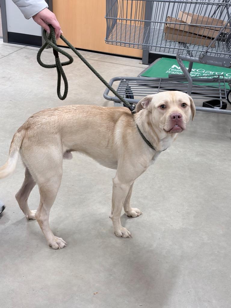 Enlarge Zeus, a Adoptable mixed breed in Pierceton, IN image 1/2