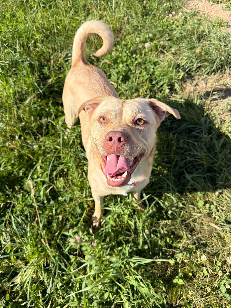 Enlarge Zeus - Long Term Resident, a Adoptable mixed breed in Pierceton, IN image 3/6