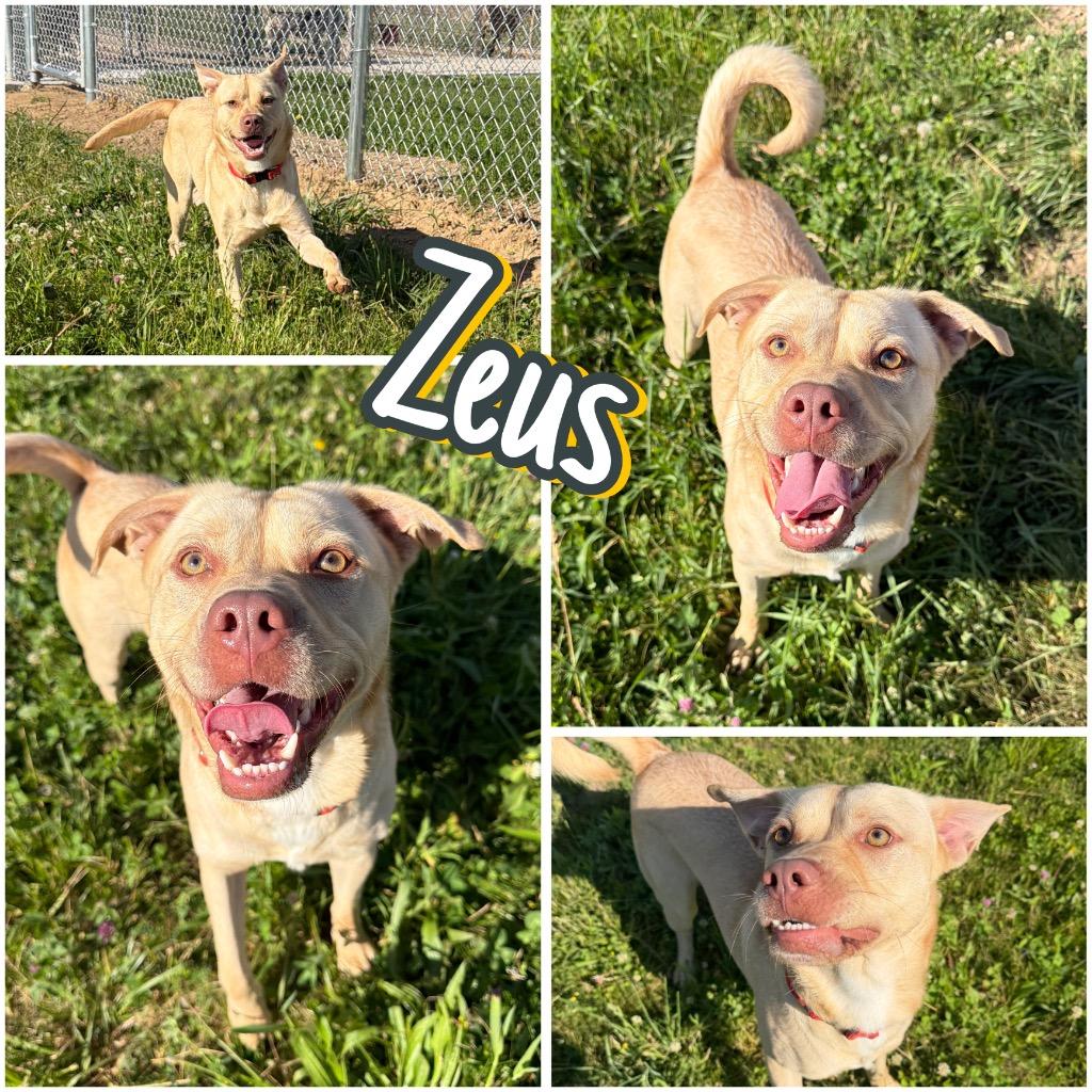 Enlarge Zeus - Long Term Resident, a Adoptable mixed breed in Pierceton, IN image 4/6
