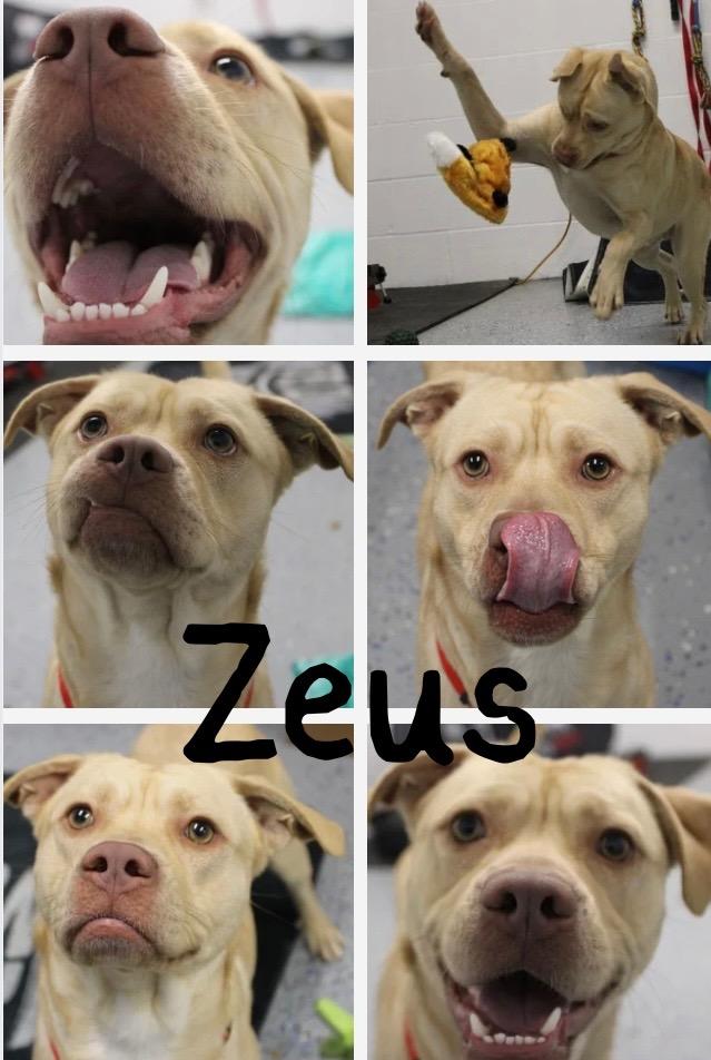 Enlarge Zeus, a Adoptable mixed breed in Pierceton, IN image 2/2