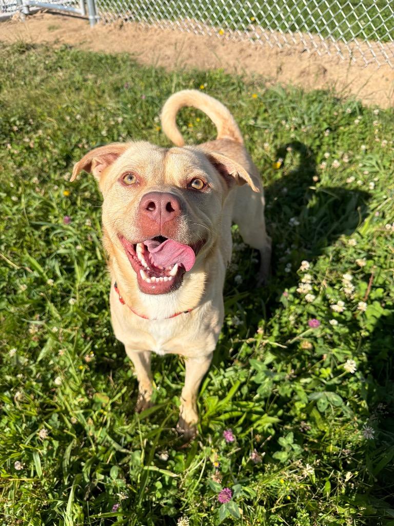 Enlarge Zeus - Long Term Resident, a Adoptable mixed breed in Pierceton, IN image 6/6