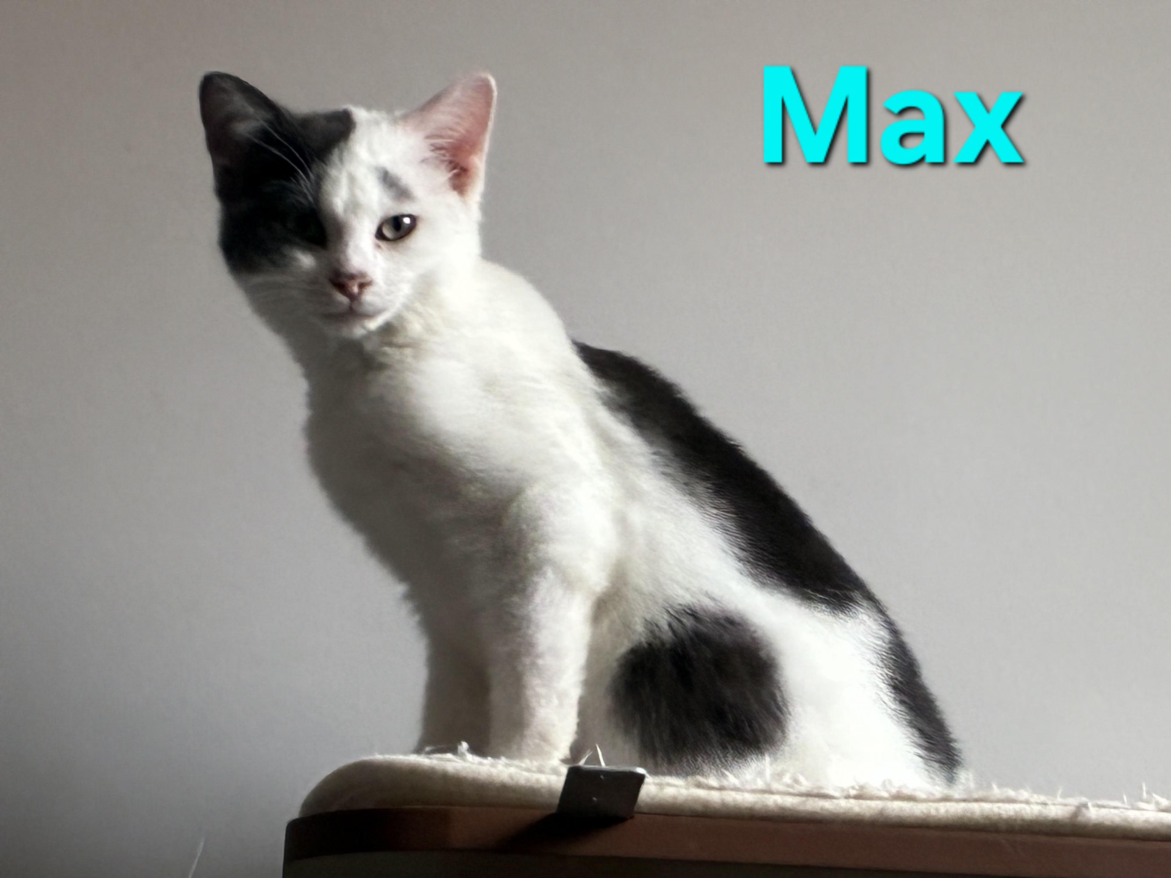 Enlarge Max (siblings are Marv & Molly), a ADOPTABLE Domestic Short Hair in Brighton, MI image 1/6