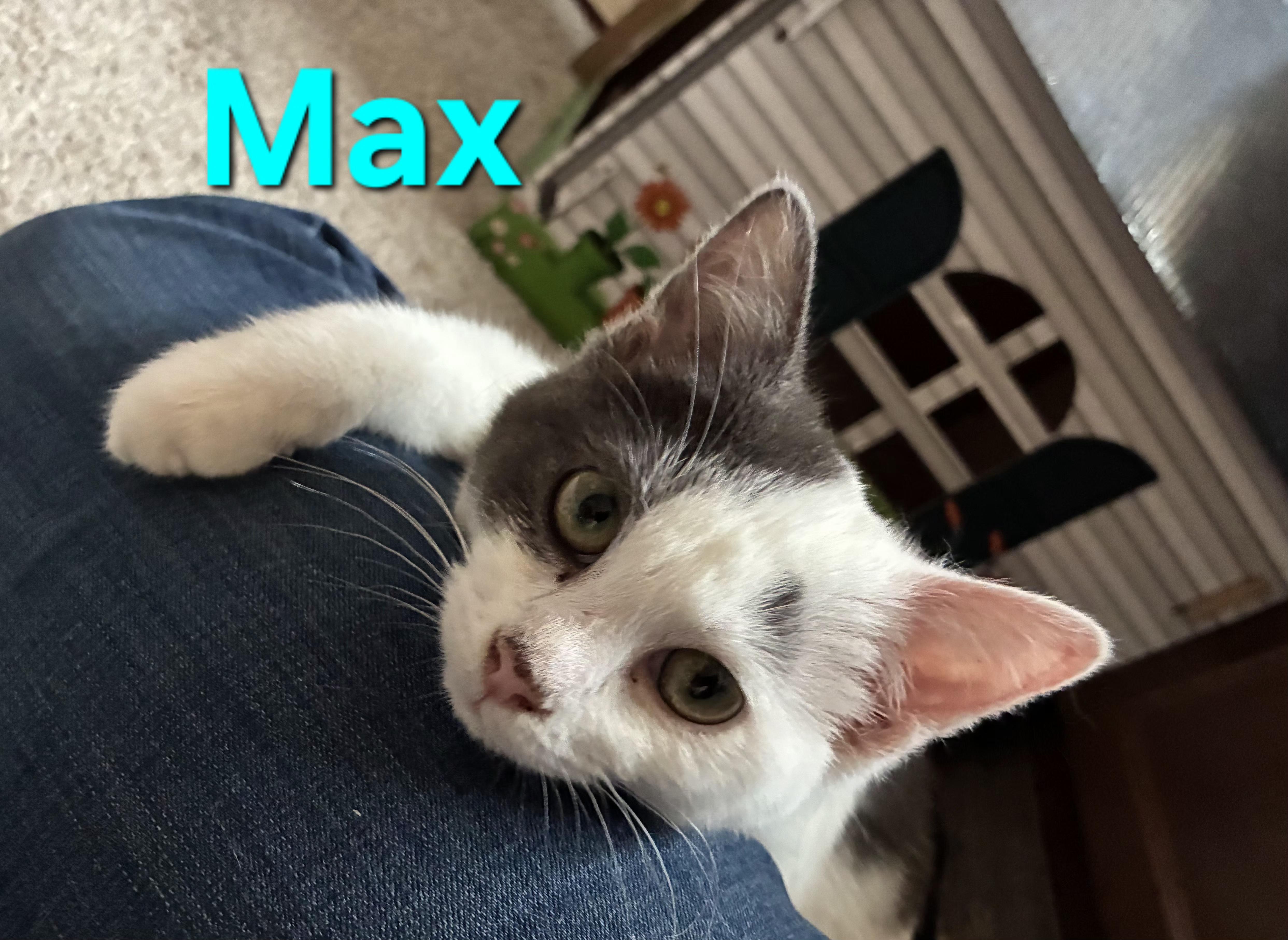 Enlarge Max (siblings are Marv & Molly), a ADOPTABLE Domestic Short Hair in Brighton, MI image 3/6