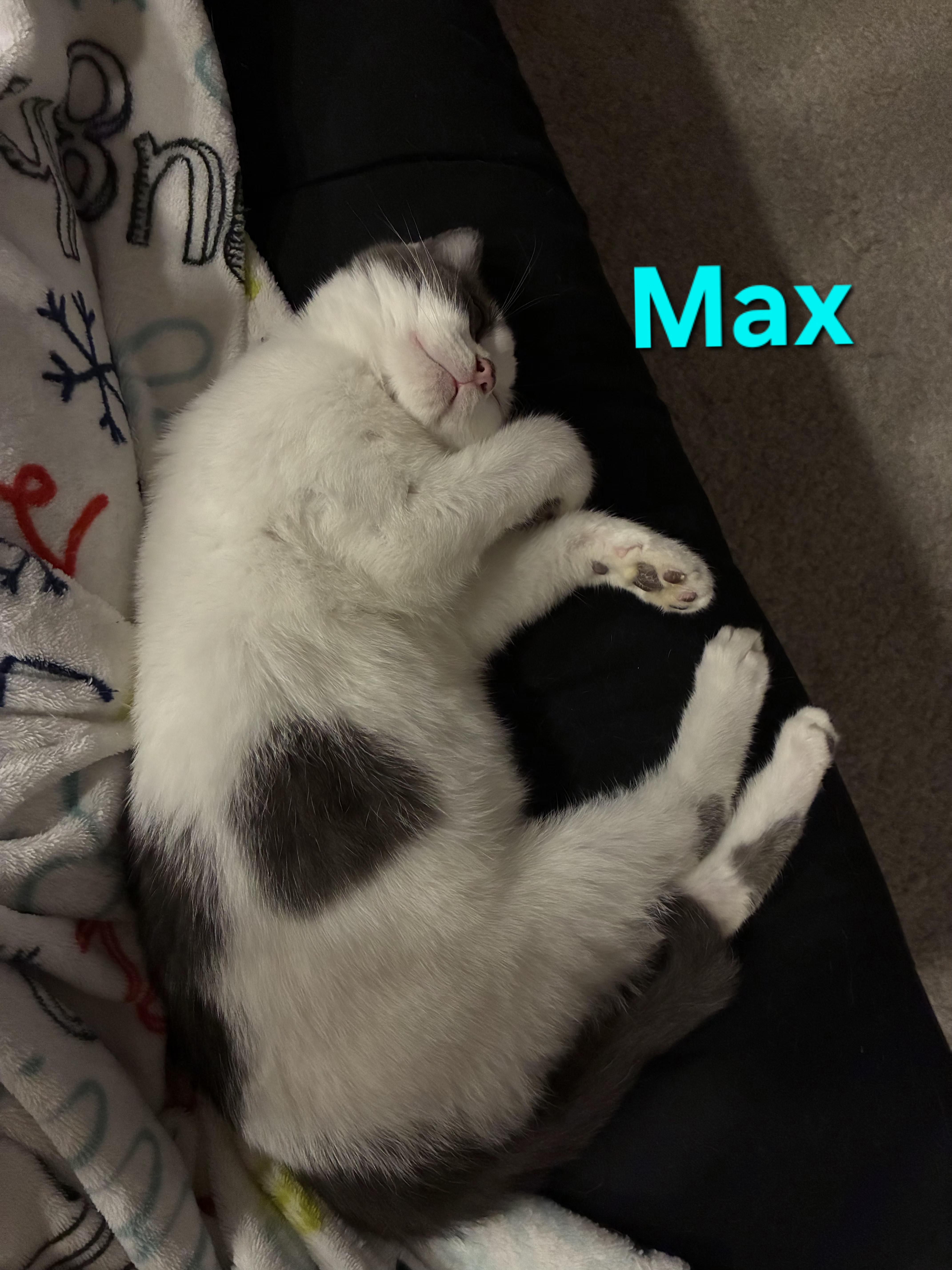 Enlarge Max (siblings are Marv & Molly), a ADOPTABLE Domestic Short Hair in Brighton, MI image 6/6