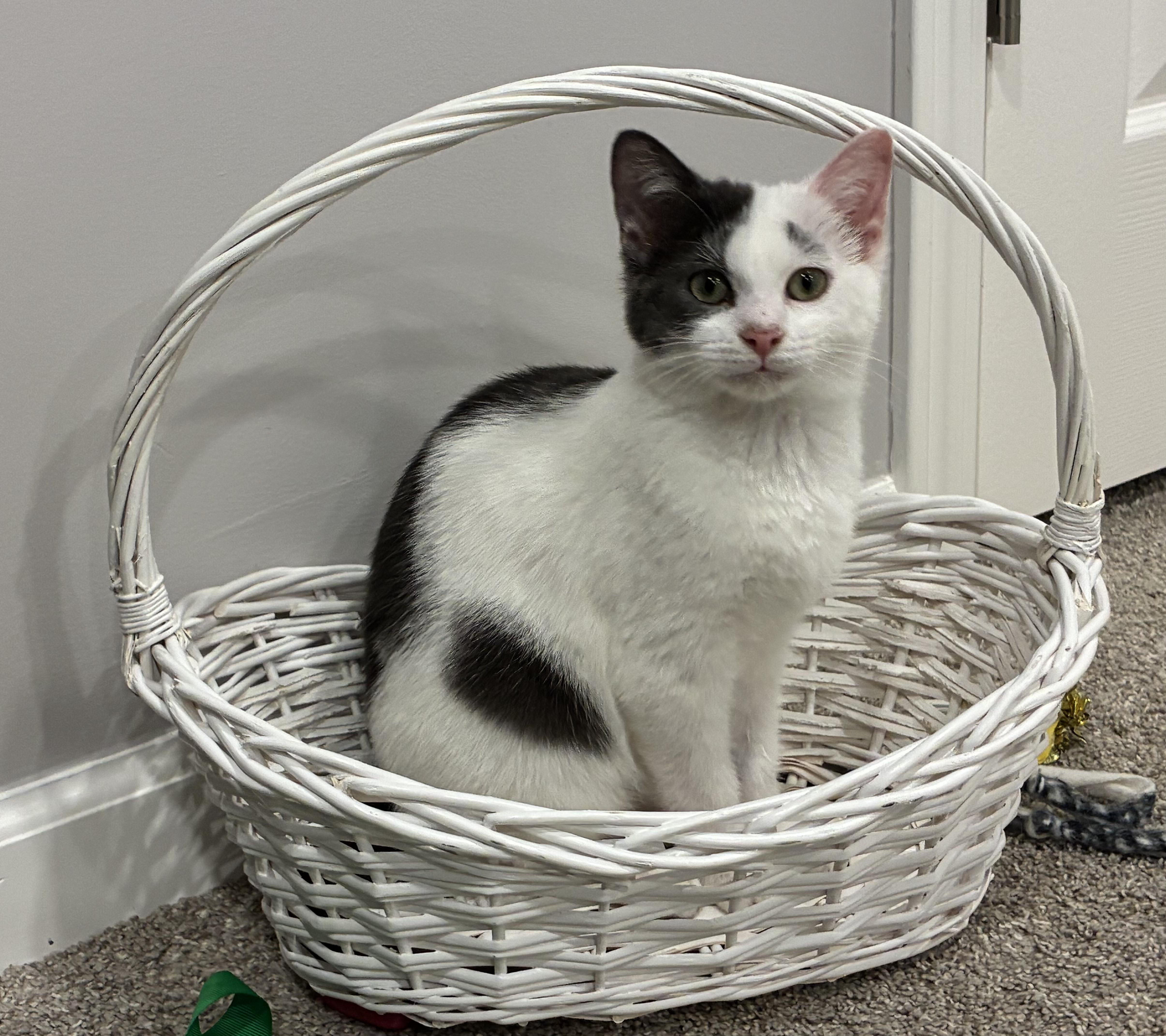 Max (siblings are Marv & Molly), a ADOPTABLE Domestic Short Hair in Brighton, MI image 1/6